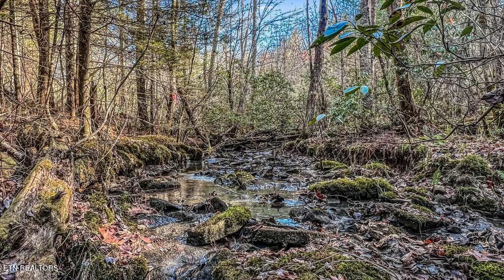 Nashville Avenue Deer Lodge TN 37726