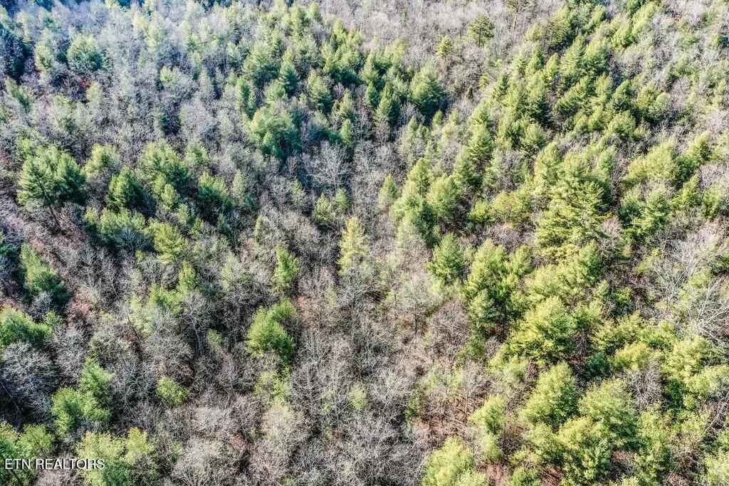 Nashville Avenue Deer Lodge TN 37726