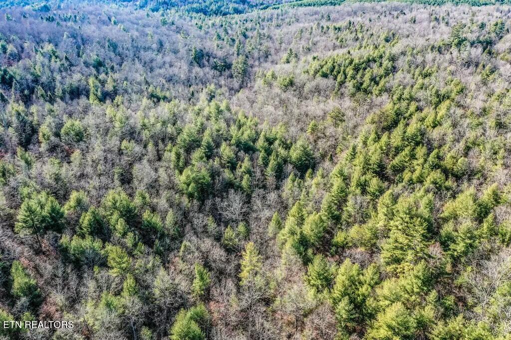Nashville Avenue Deer Lodge TN 37726