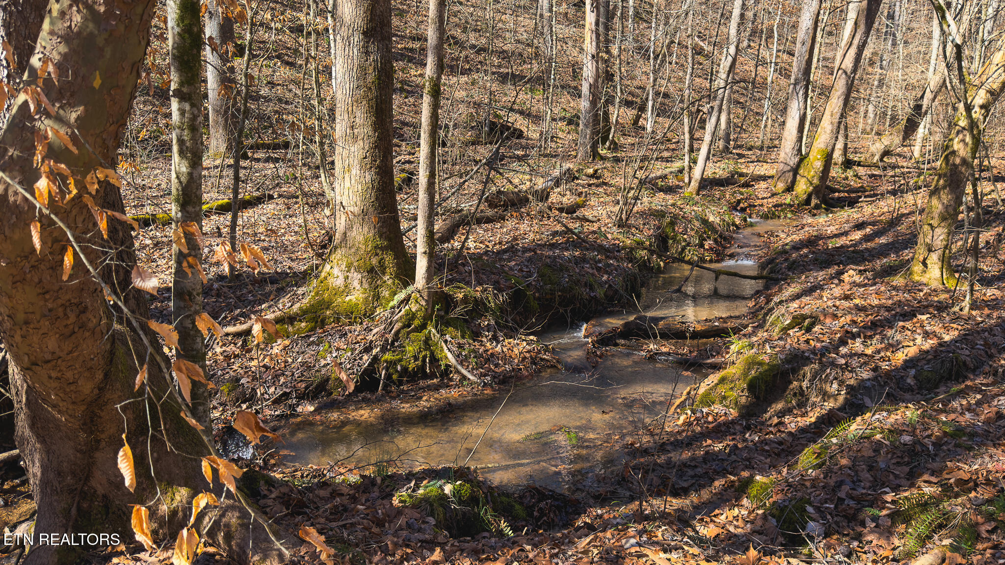 100 Acres Sutton Hollow Road Sneedville TN 37869