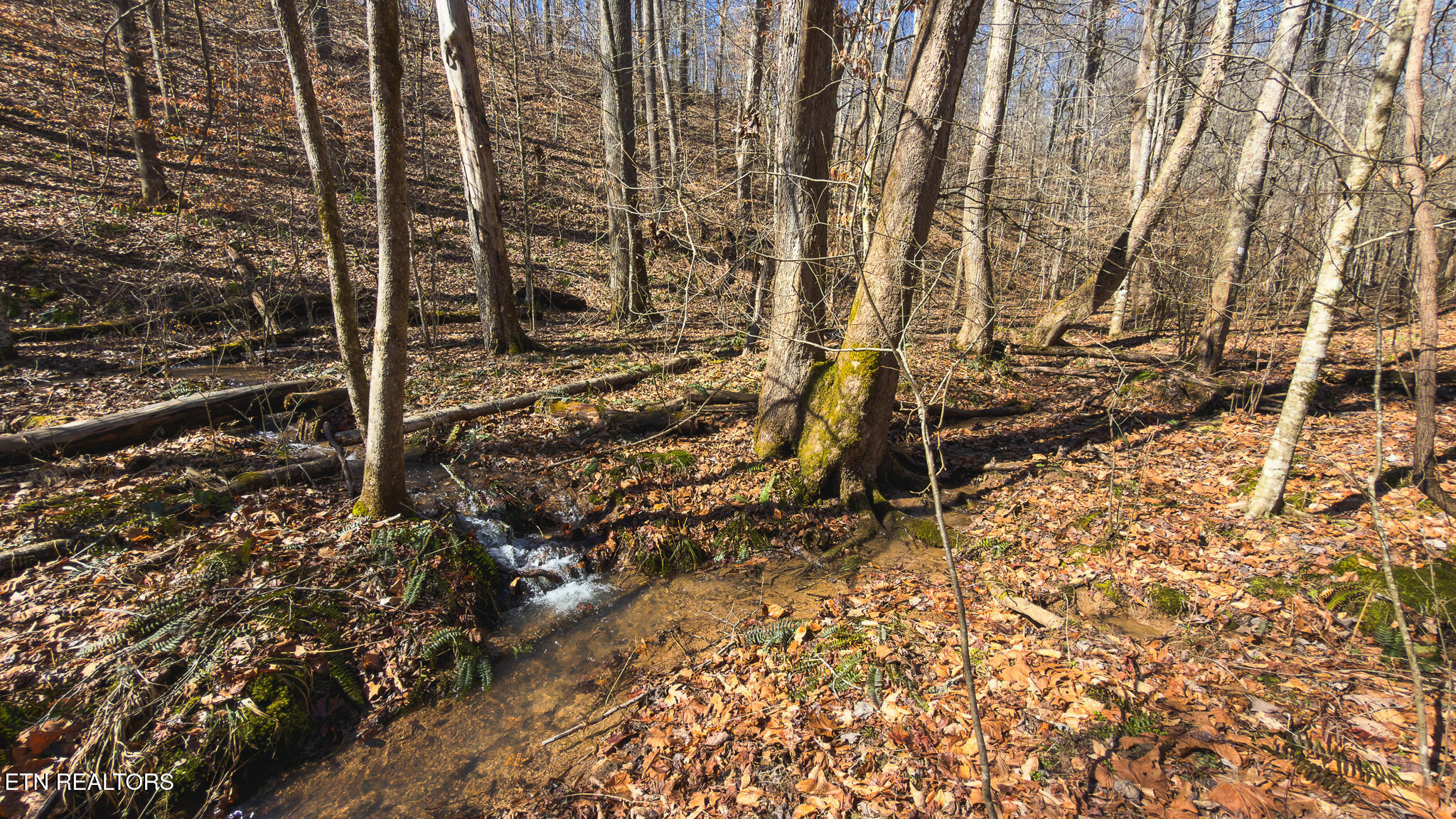 100 Acres Sutton Hollow Road Sneedville TN 37869