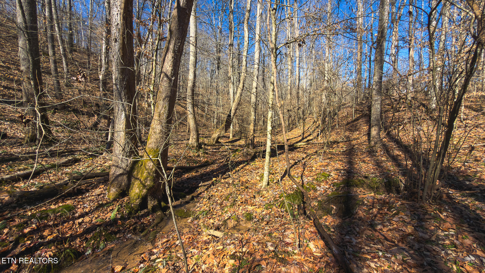 100 Acres Sutton Hollow Road Sneedville TN 37869