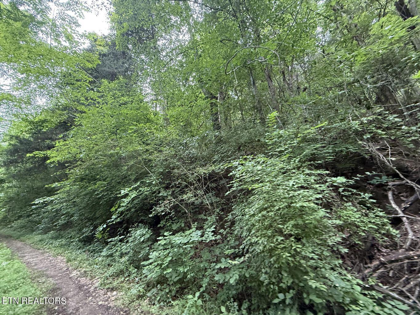Fortunato Drive Baneberry TN 37890