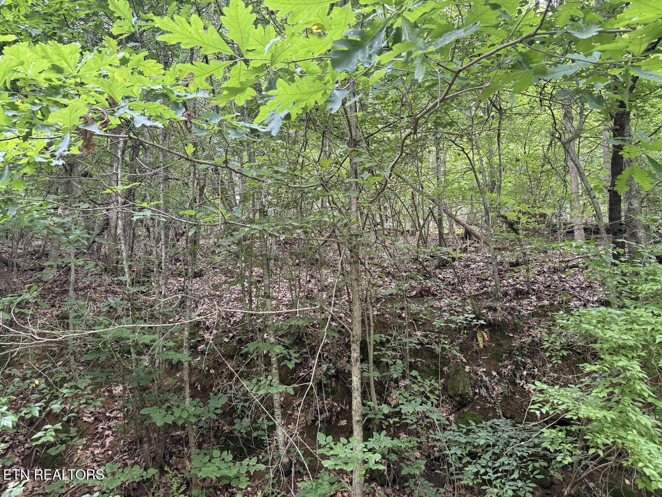 Fortunato Drive Baneberry TN 37890