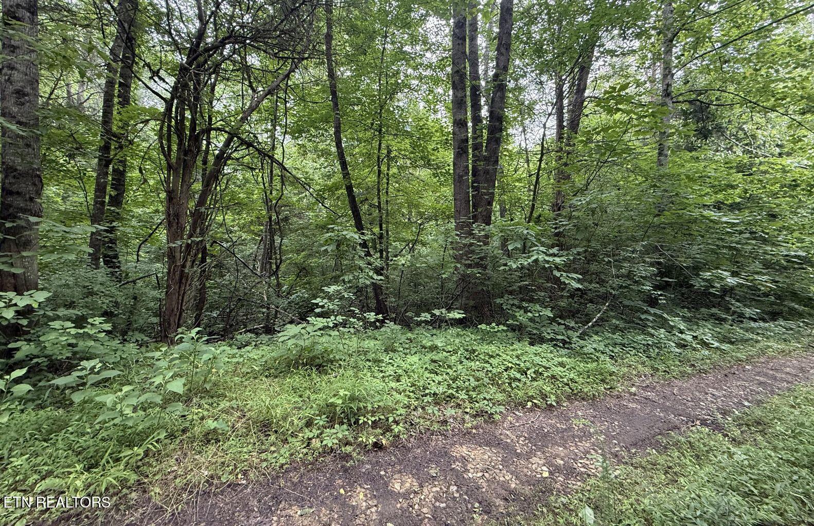 Fortunato Drive Baneberry TN 37890