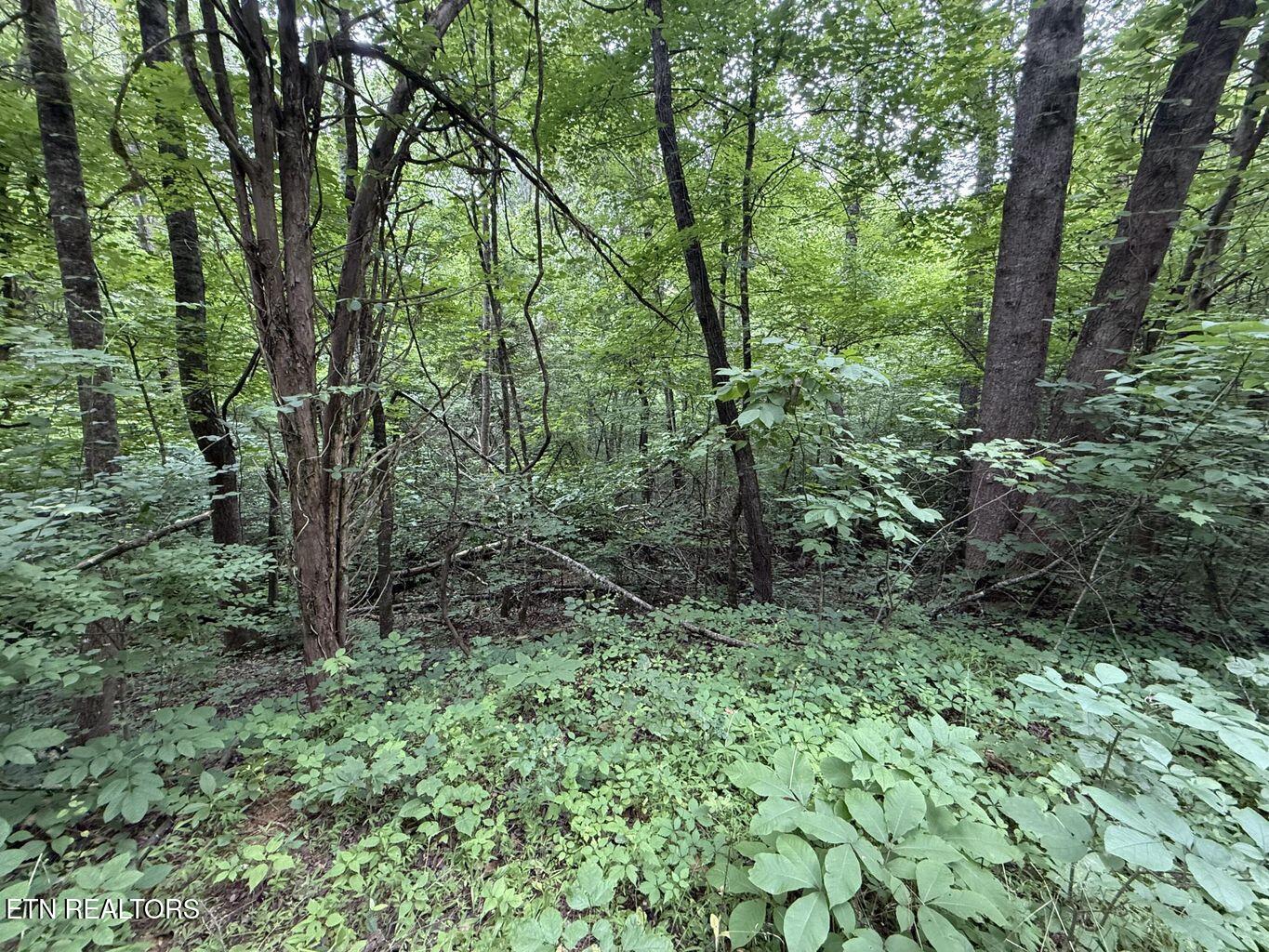 Fortunato Drive Baneberry TN 37890