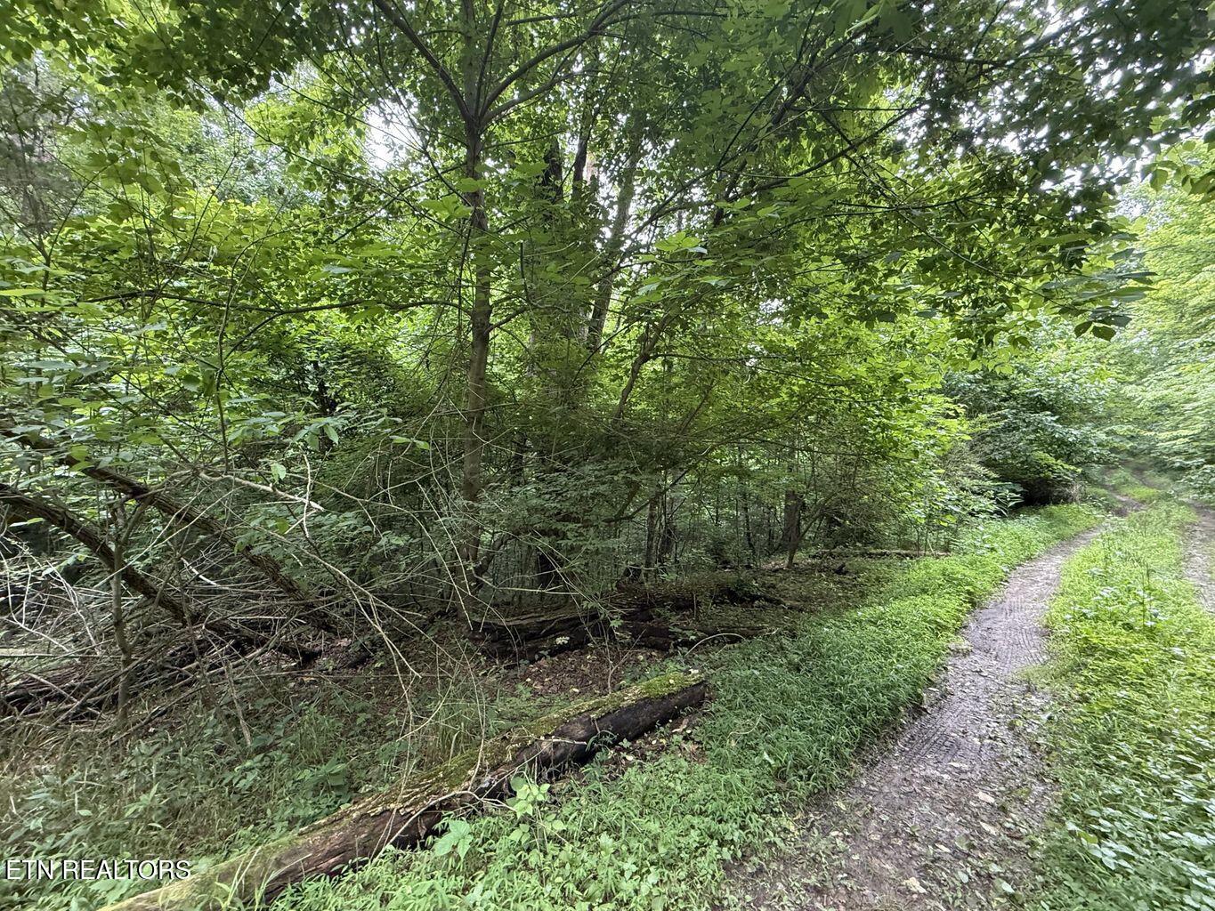 Fortunato Drive Baneberry TN 37890