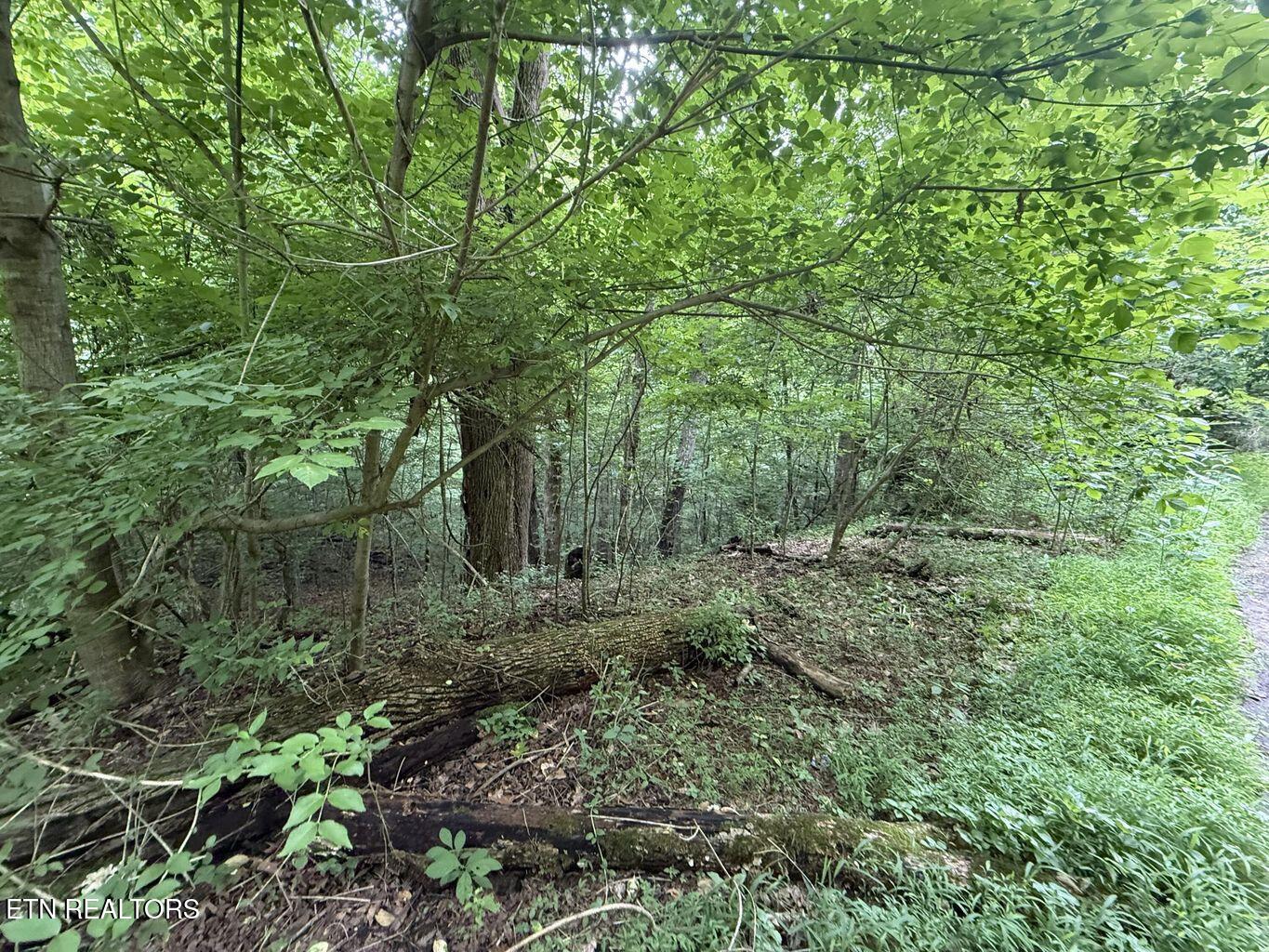 Fortunato Drive Baneberry TN 37890
