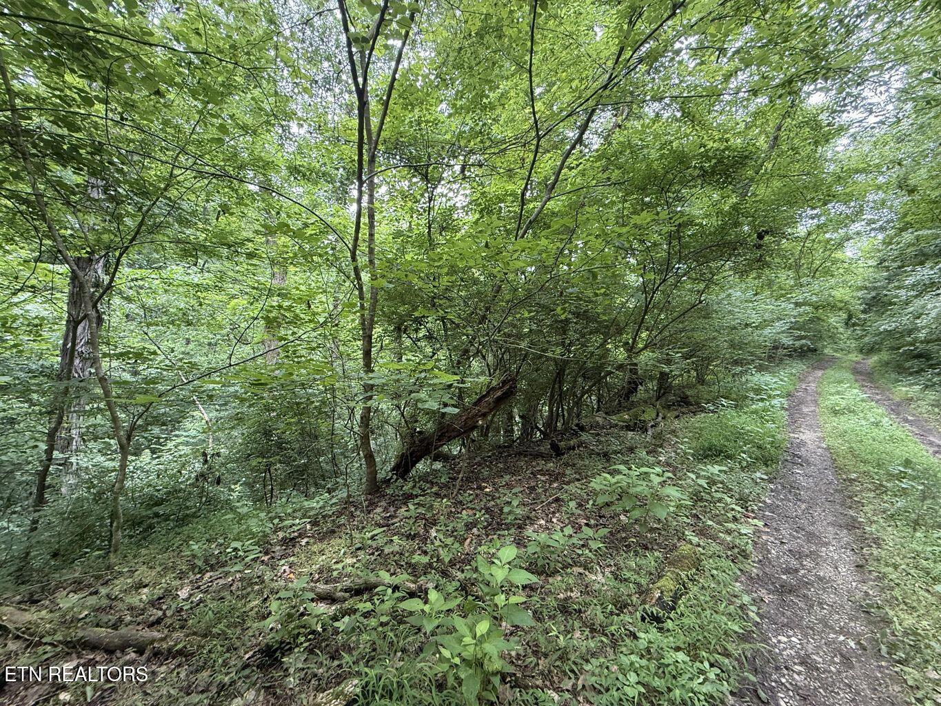 Fortunato Drive Baneberry TN 37890