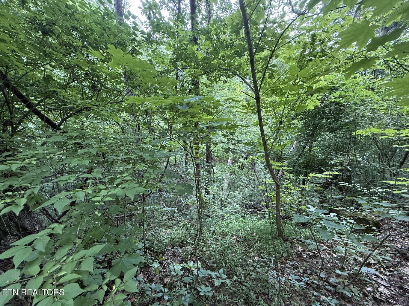 Fortunato Drive Baneberry TN 37890