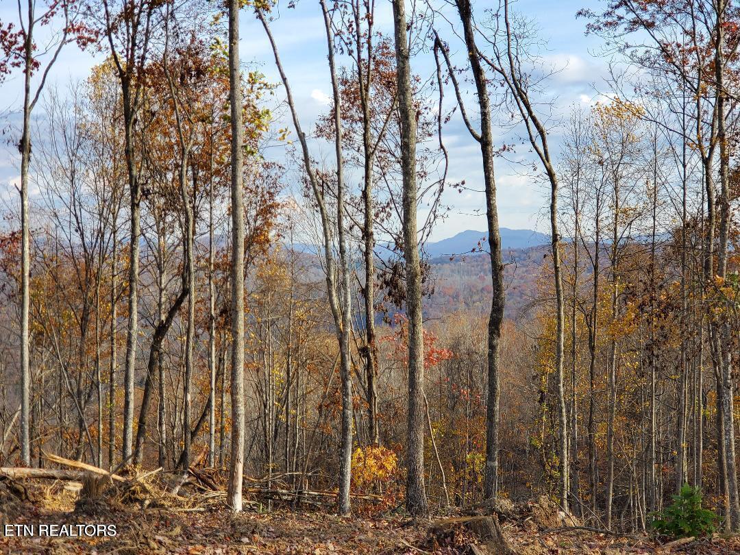 Bull Creek Road S/0 Huntsville TN 37756