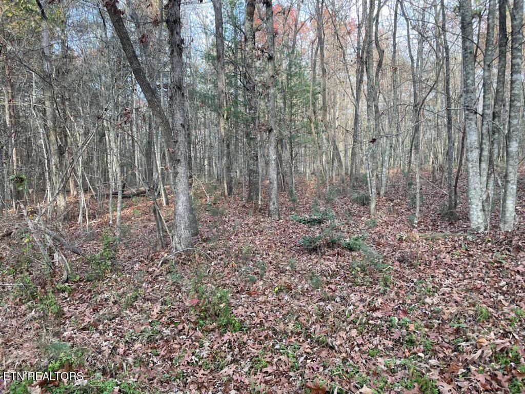 240 Perkins Trail Deer Lodge TN 37726