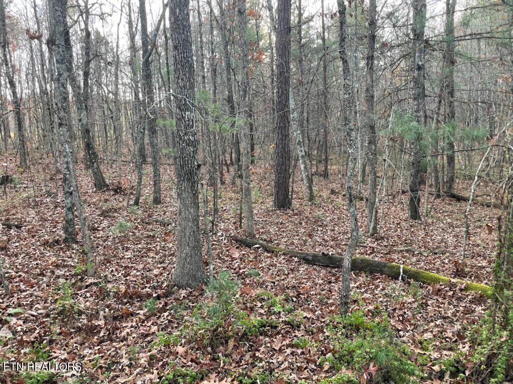 240 Perkins Trail Deer Lodge TN 37726