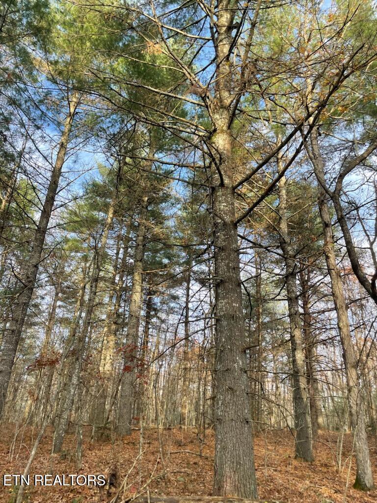 240 Perkins Trail Deer Lodge TN 37726