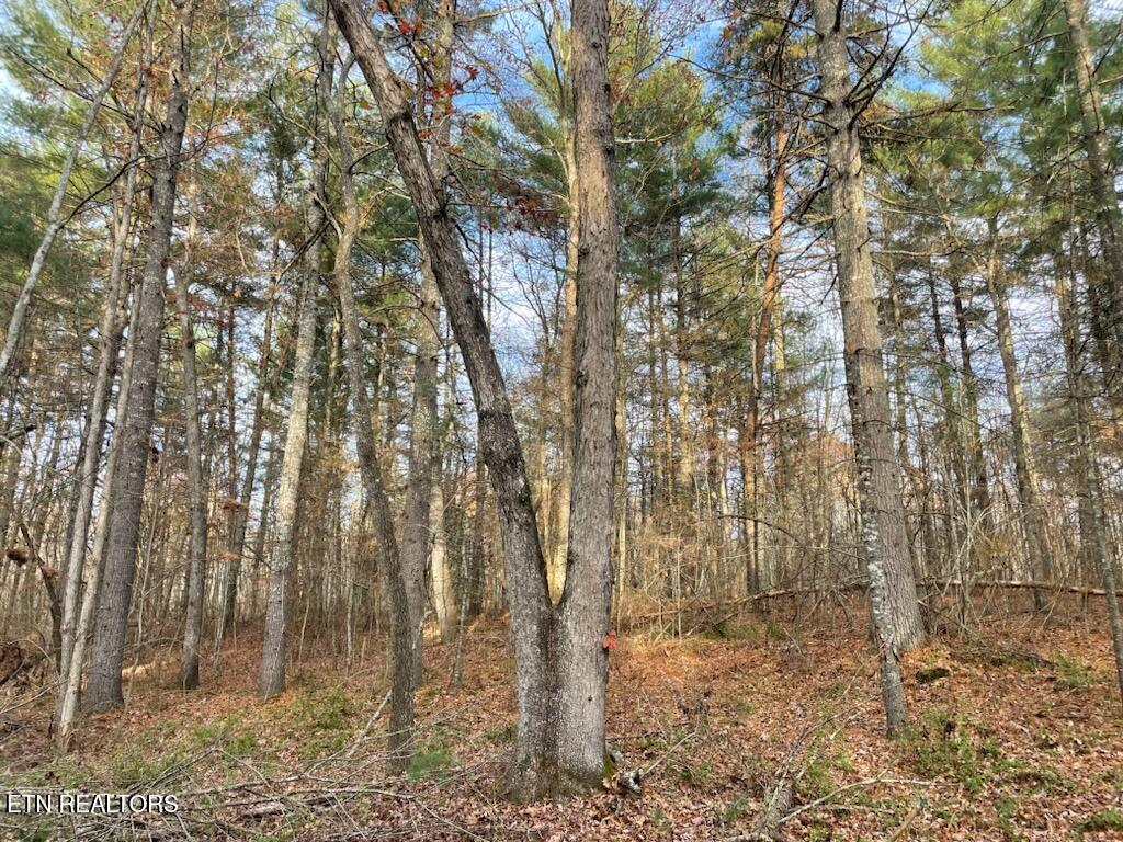 240 Perkins Trail Deer Lodge TN 37726