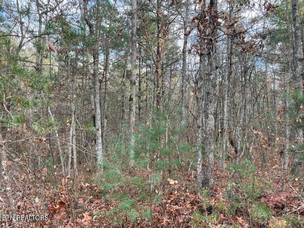240 Perkins Trail Deer Lodge TN 37726