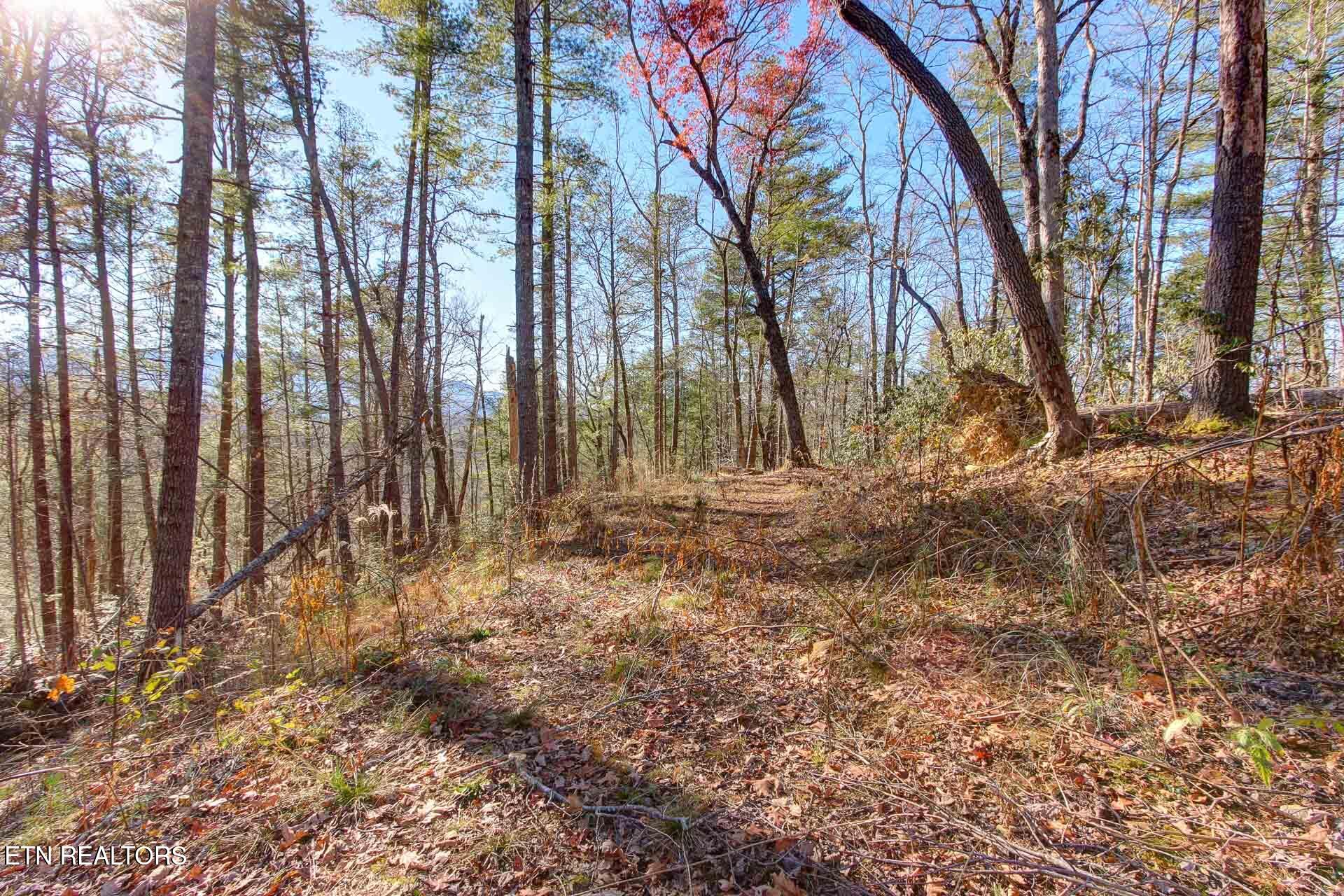910 Windy Hill Way Cosby TN 37722