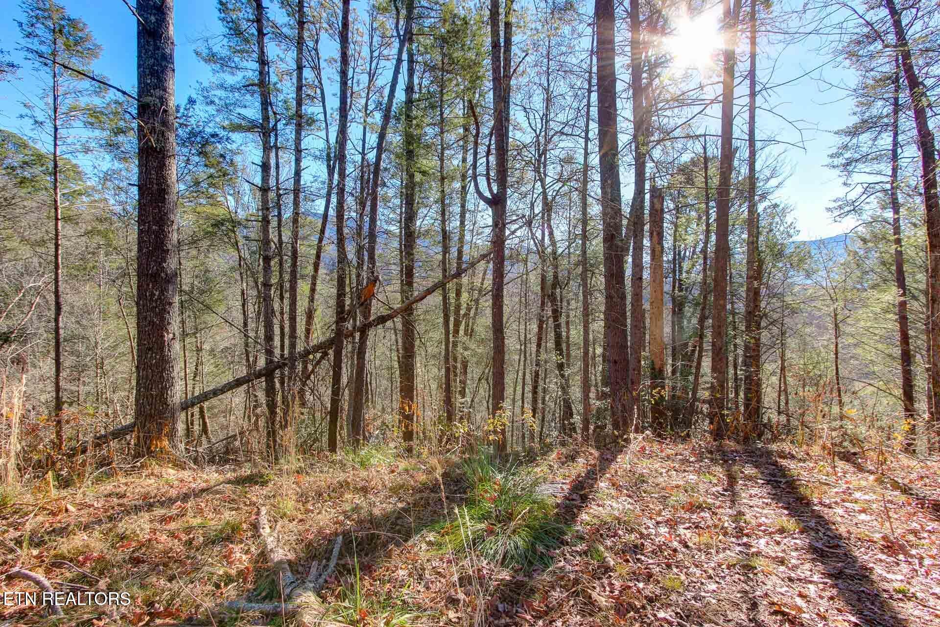 910 Windy Hill Way Cosby TN 37722