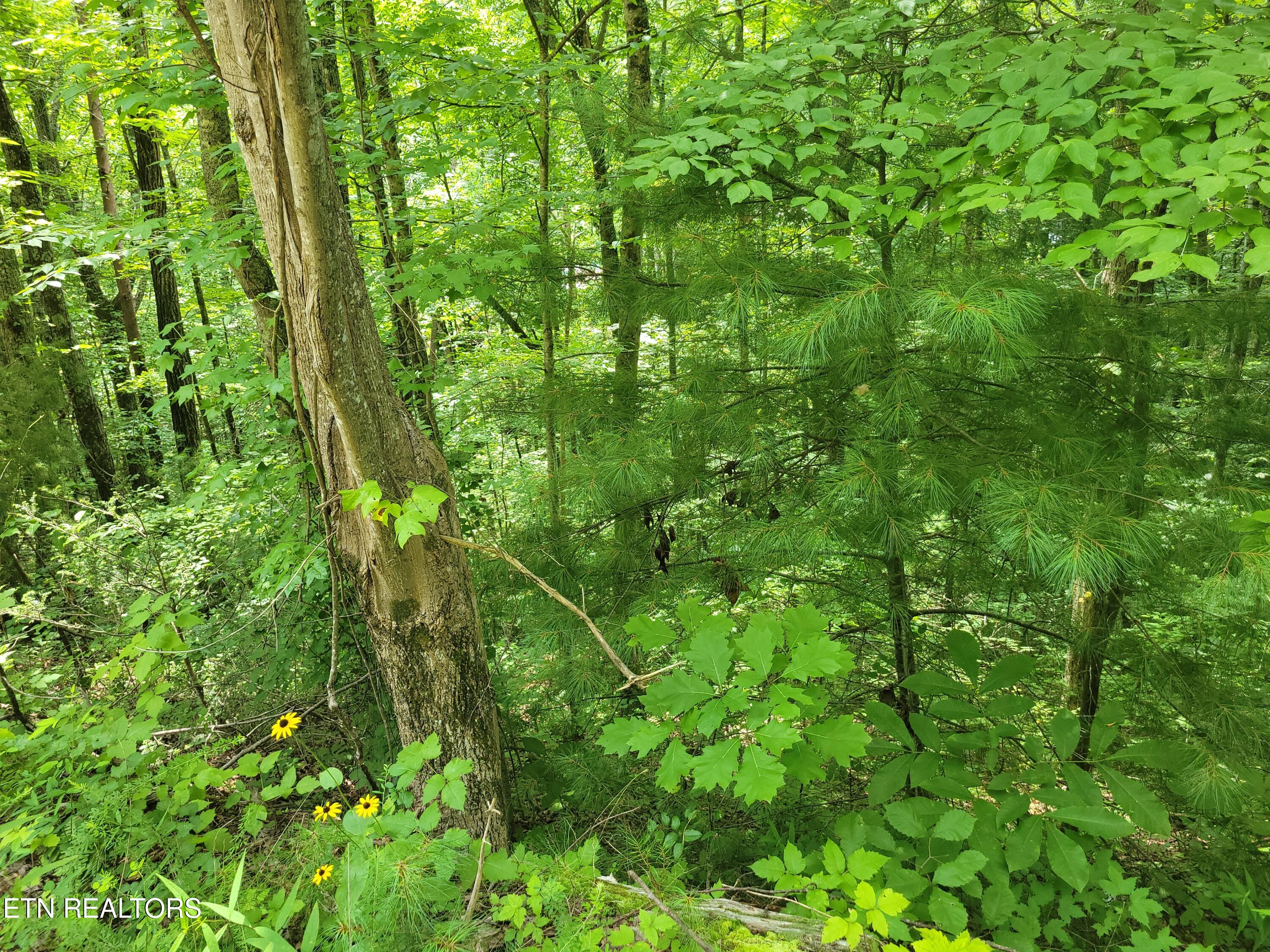Lot 79 Yellowwood Drive Sevierville TN 37876