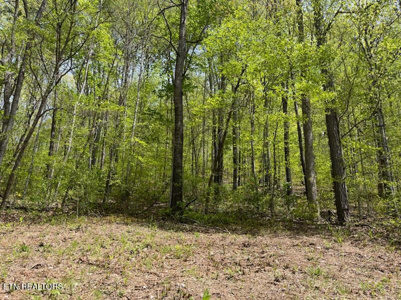 Cabin Road Speedwell TN 37870