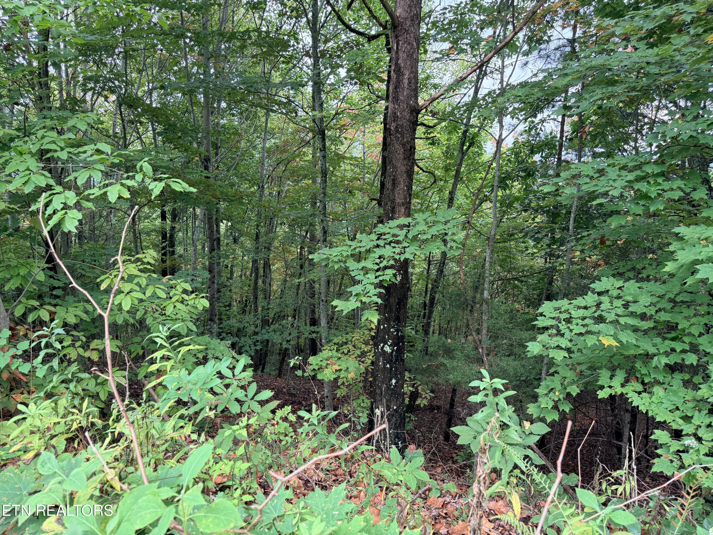 Lot 192 Clinch View Road New Tazewell TN 37825