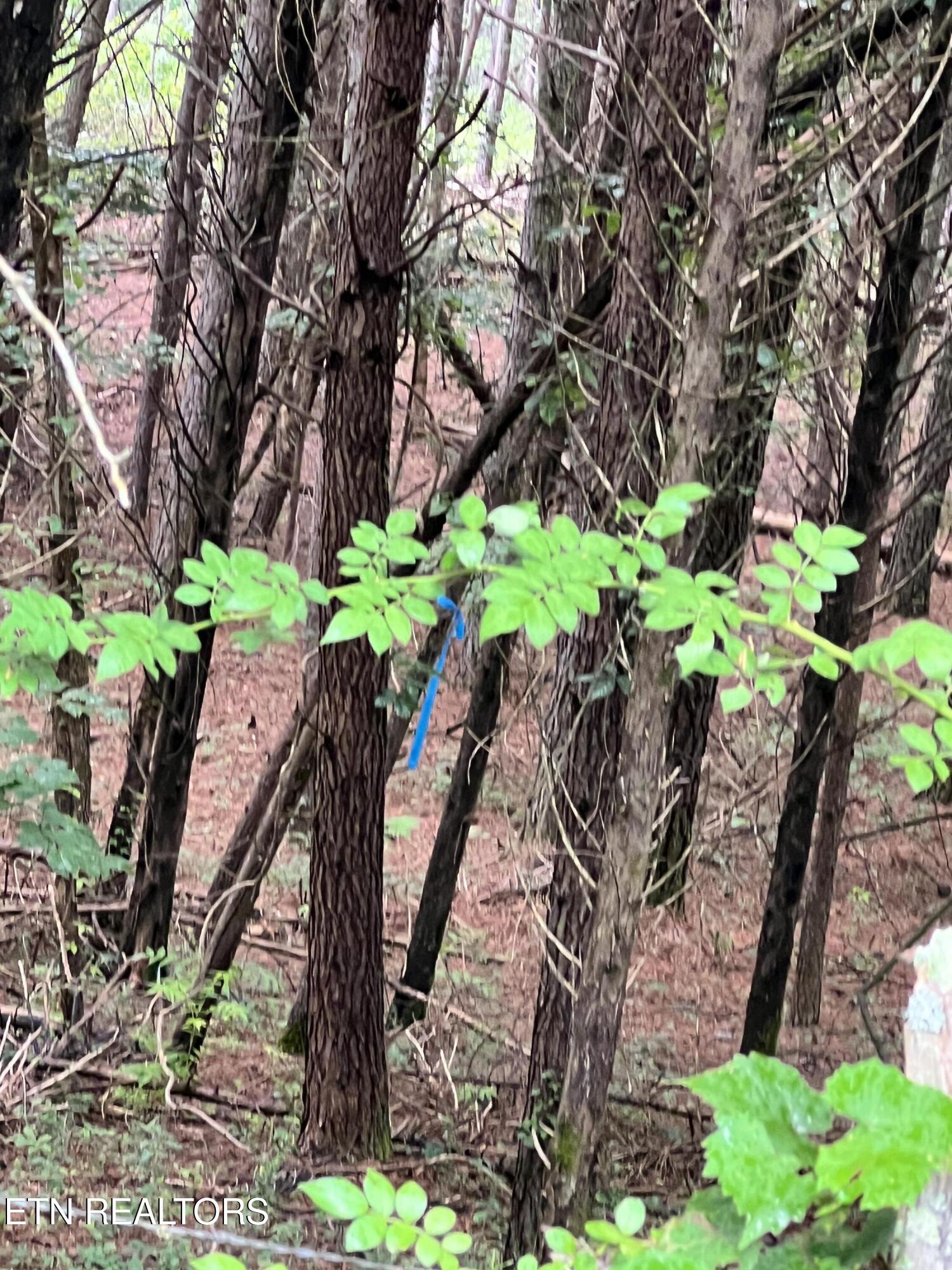 Lot 10 Wiley Prigmore Lane Decatur TN 37322