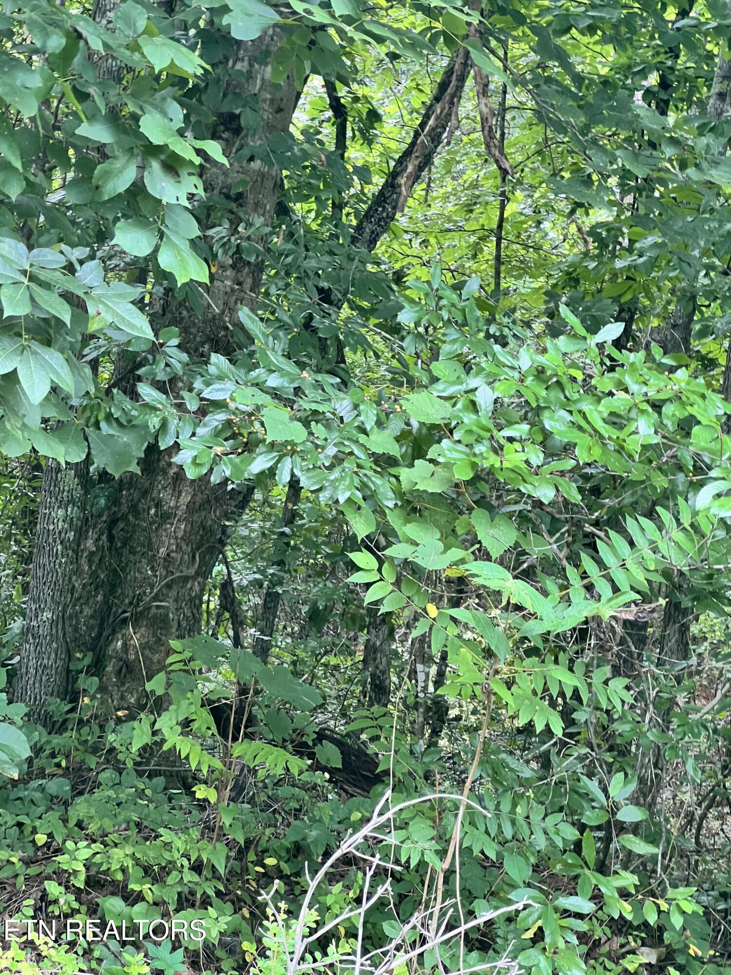 Lot 10 Wiley Prigmore Lane Decatur TN 37322