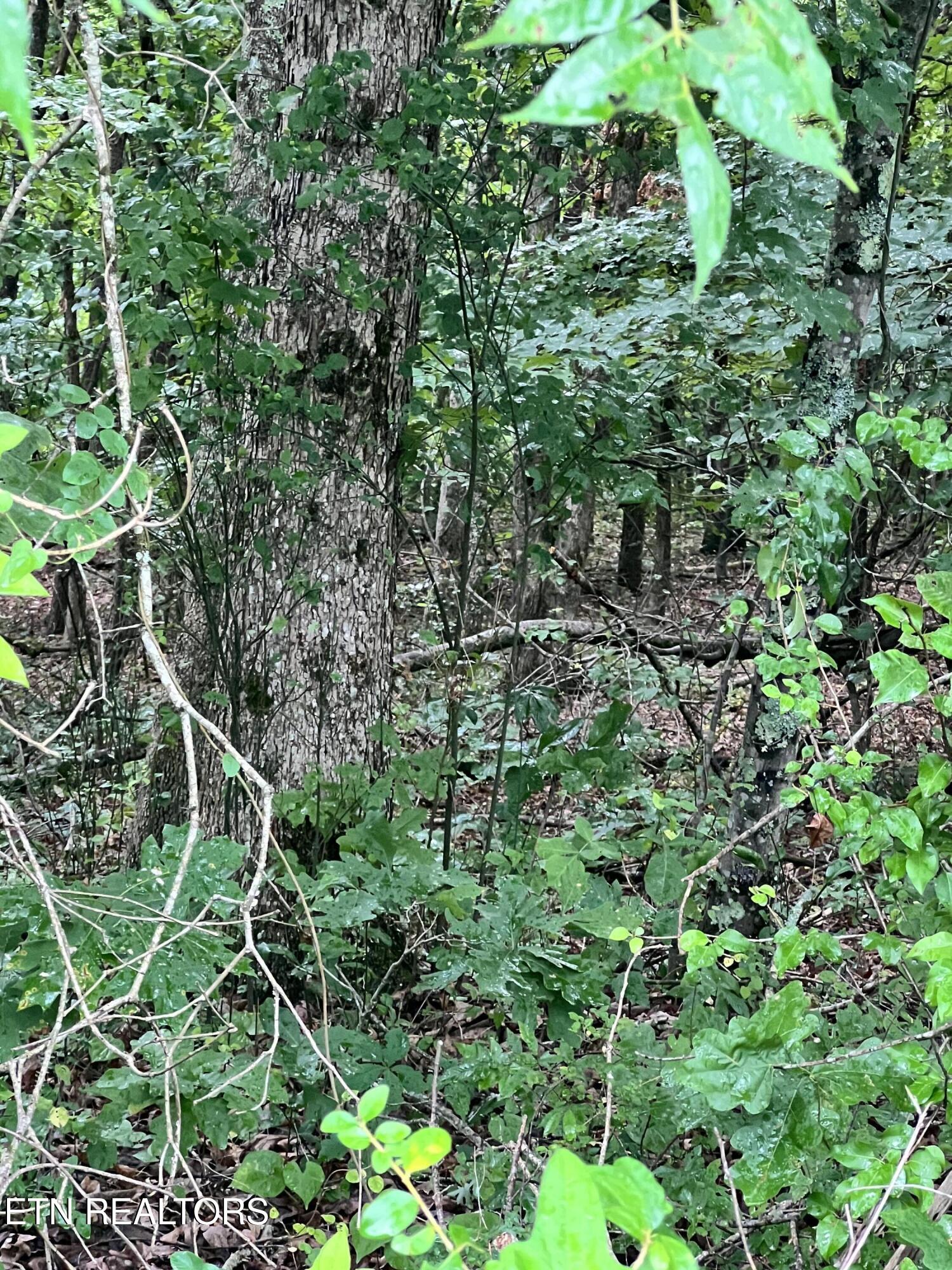 Lot 10 Wiley Prigmore Lane Decatur TN 37322