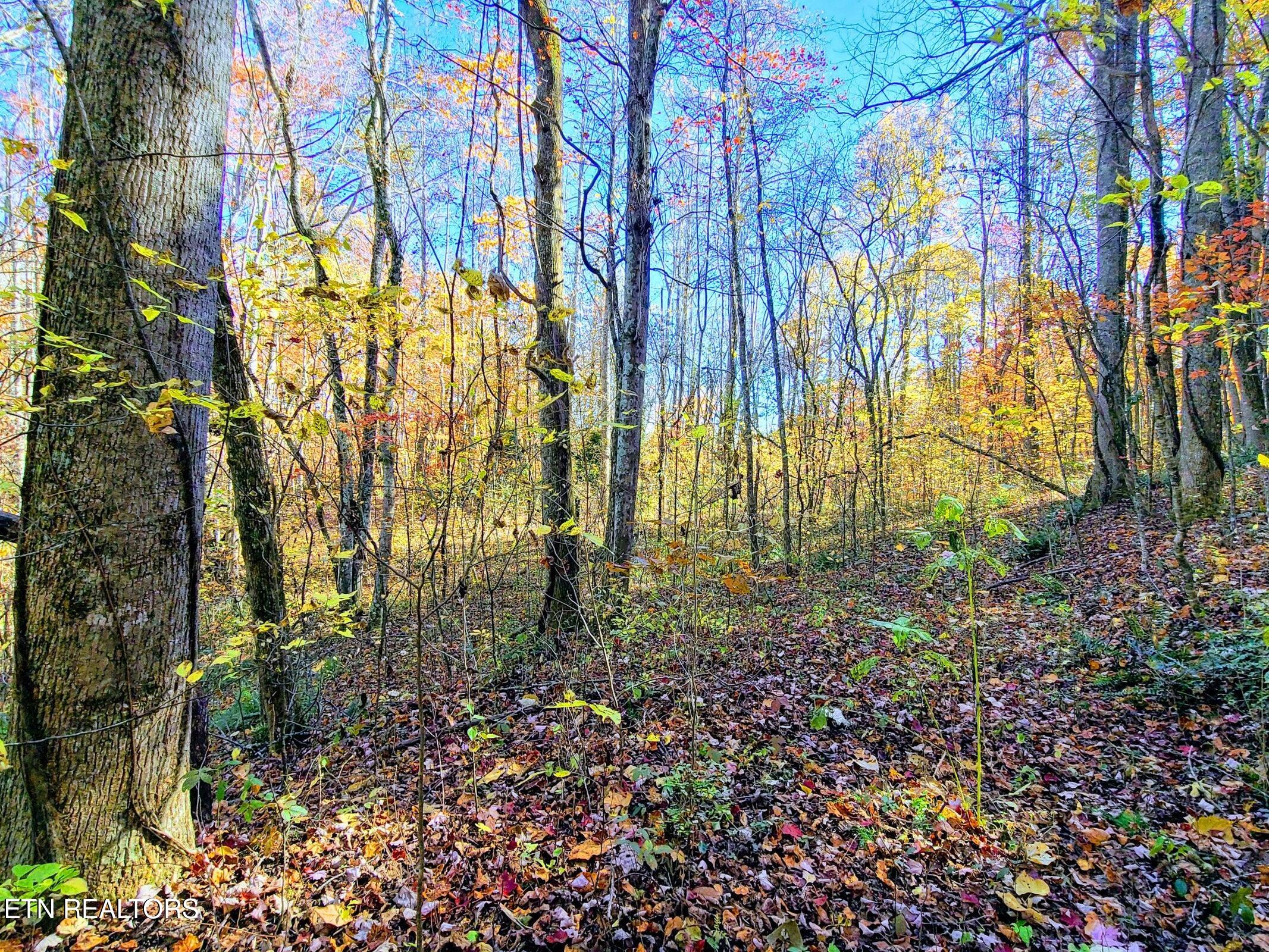 Vowell Mountain Lane Rocky Top TN 37769