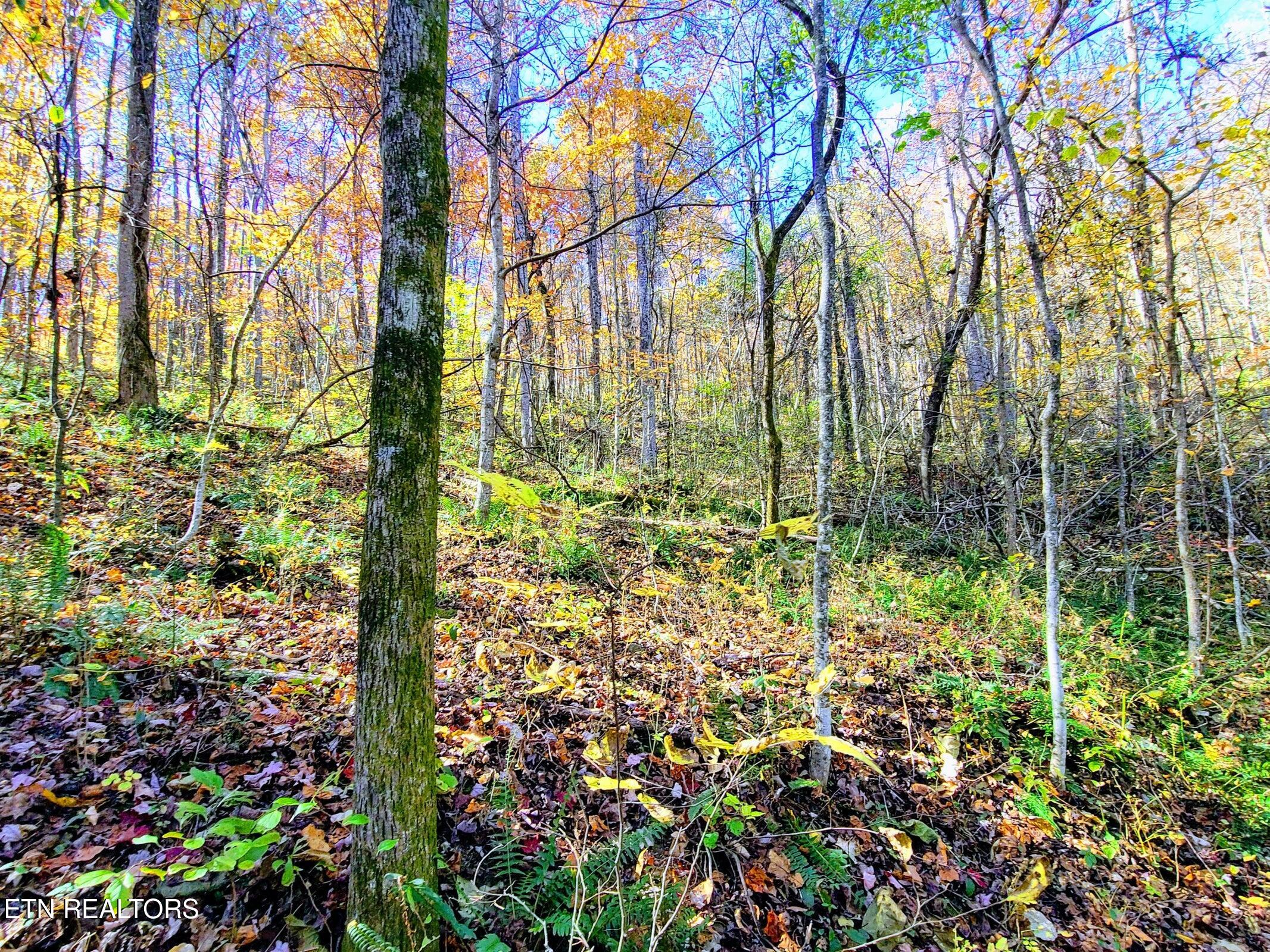 Vowell Mountain Lane Rocky Top TN 37769