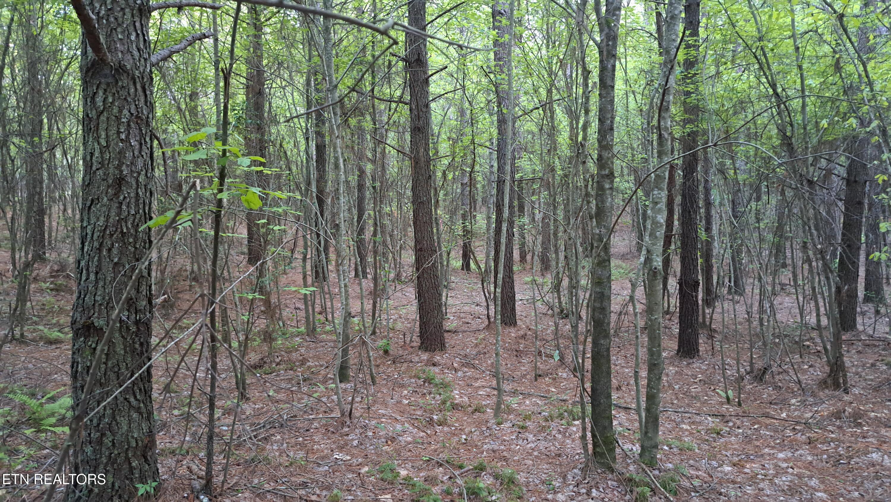 Lot 22 Airport Road (PCA) Rockwood TN 37854