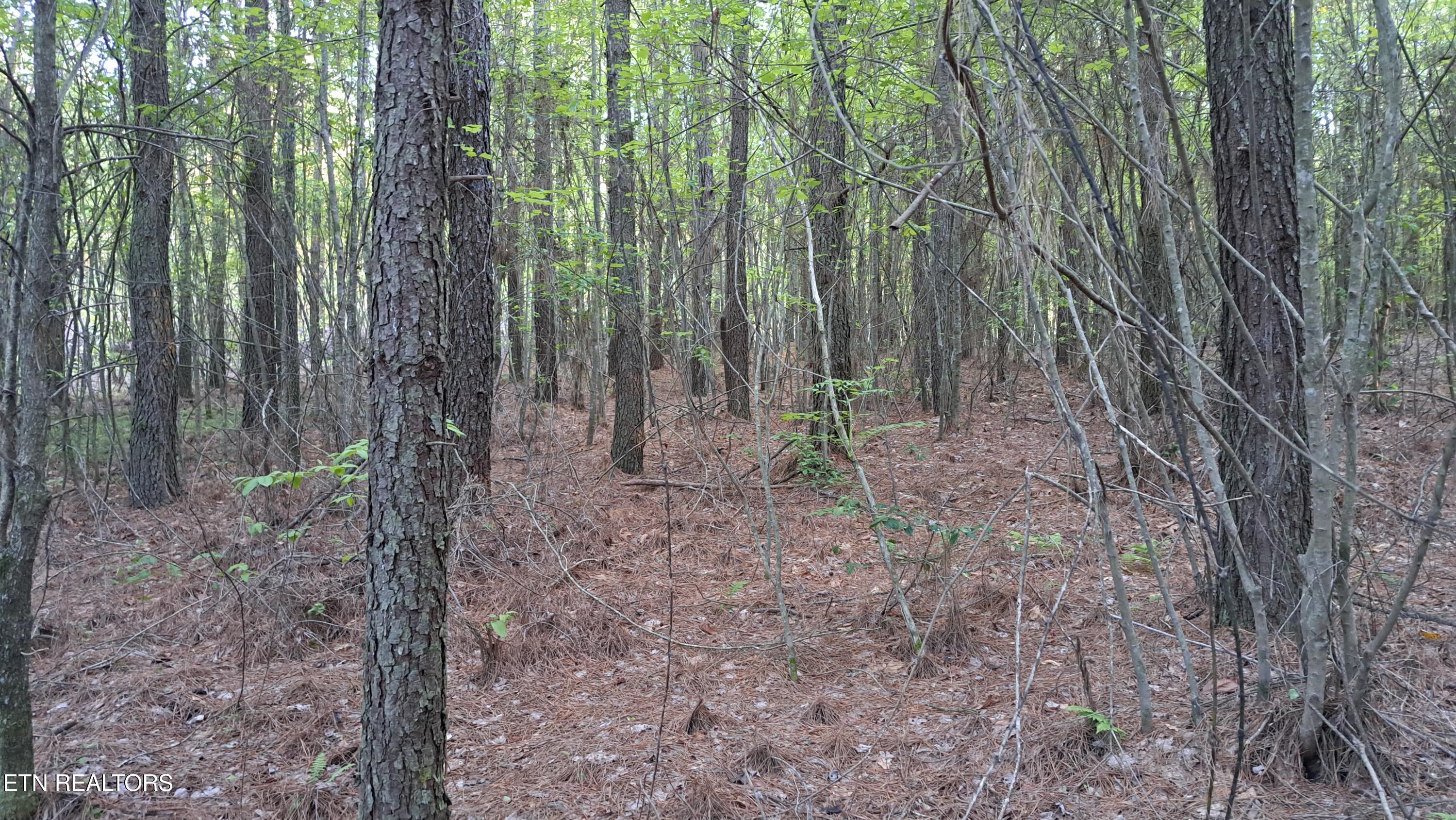 Lot 22 Airport Road (PCA) Rockwood TN 37854