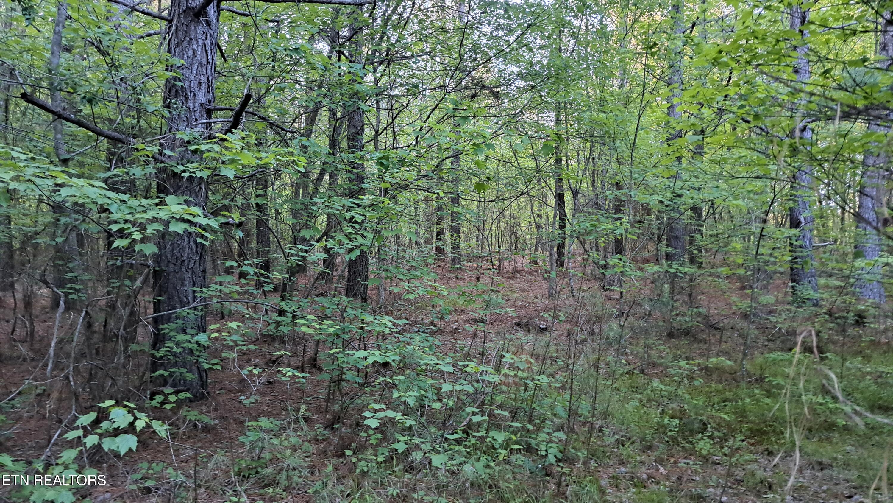 Lot 22 Airport Road (PCA) Rockwood TN 37854