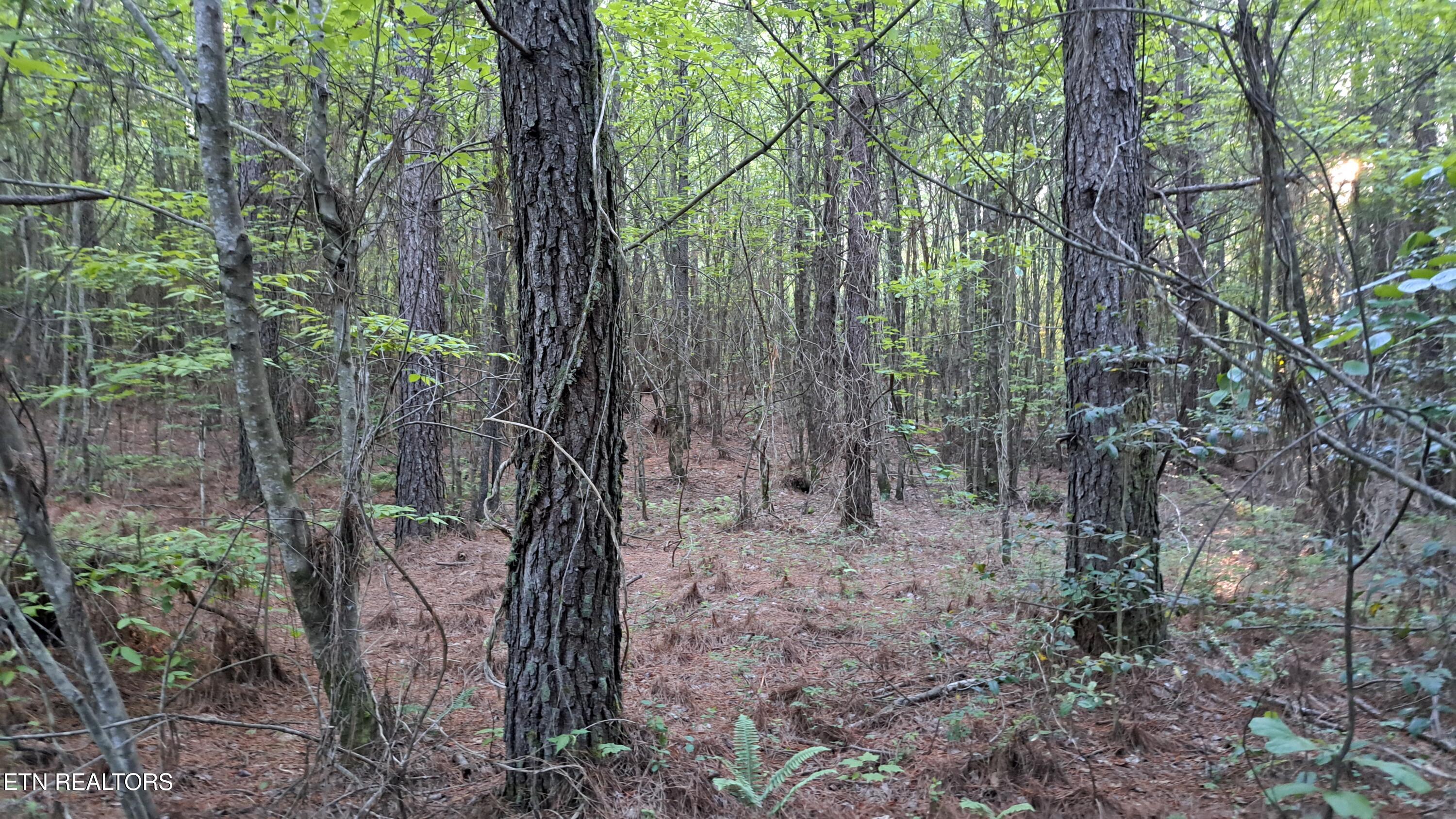Lot 22 Airport Road (PCA) Rockwood TN 37854