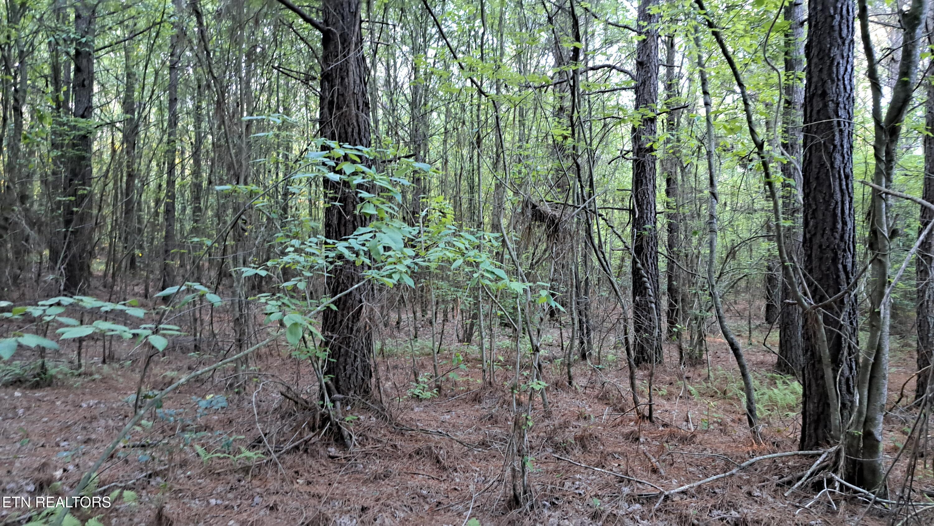 Lot 22 Airport Road (PCA) Rockwood TN 37854