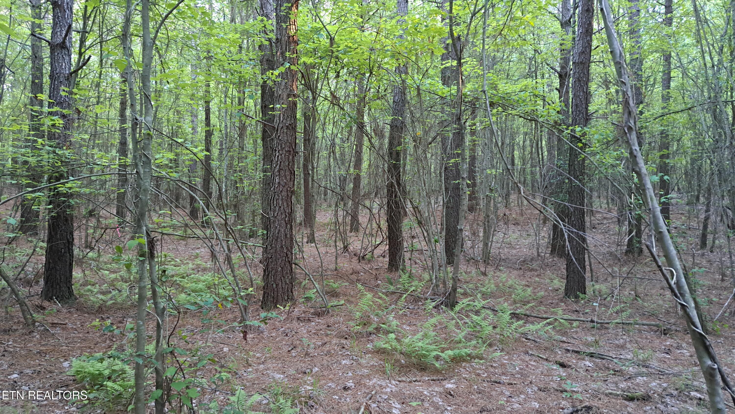 Lot 22 Airport Road (PCA) Rockwood TN 37854
