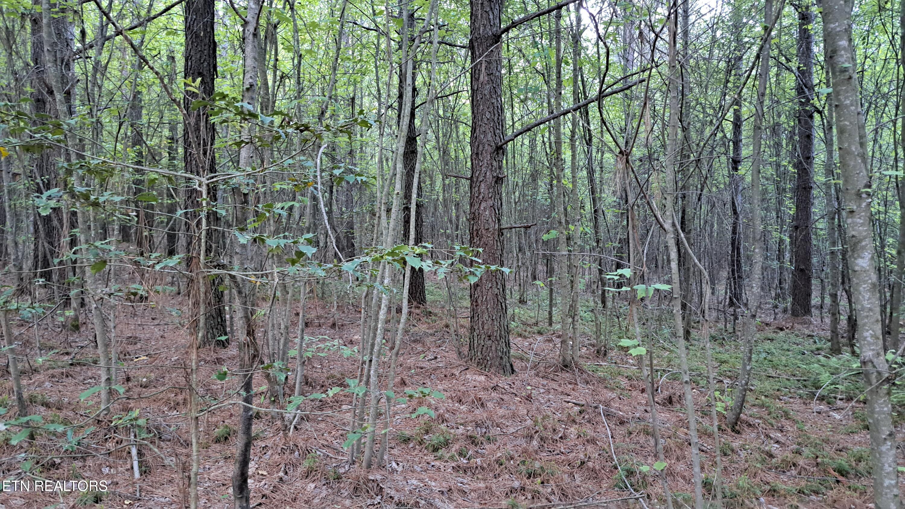 Lot 22 Airport Road (PCA) Rockwood TN 37854