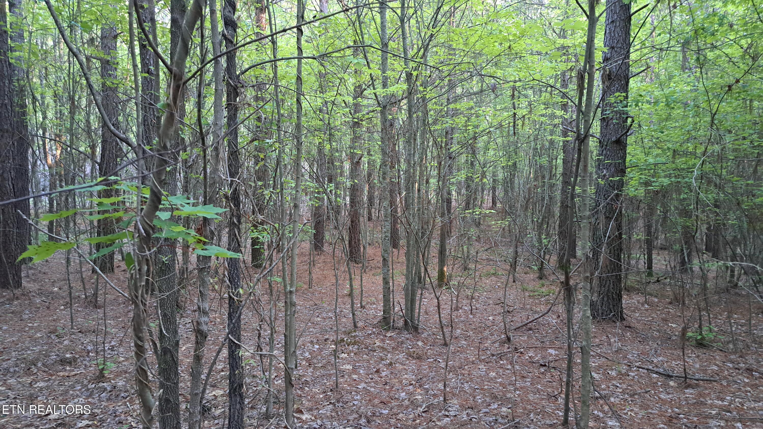 Lot 22 Airport Road (PCA) Rockwood TN 37854