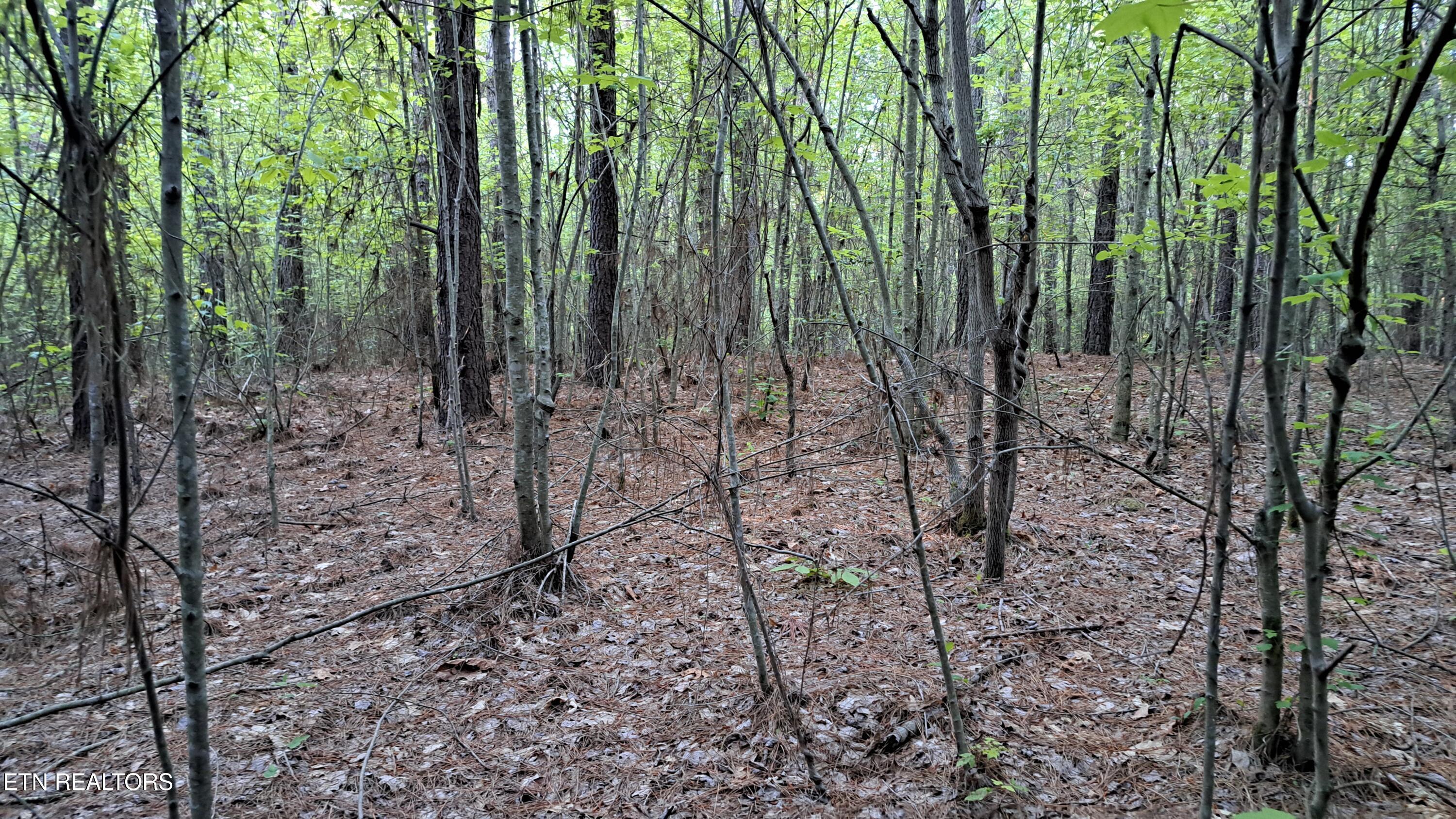 Lot 22 Airport Road (PCA) Rockwood TN 37854