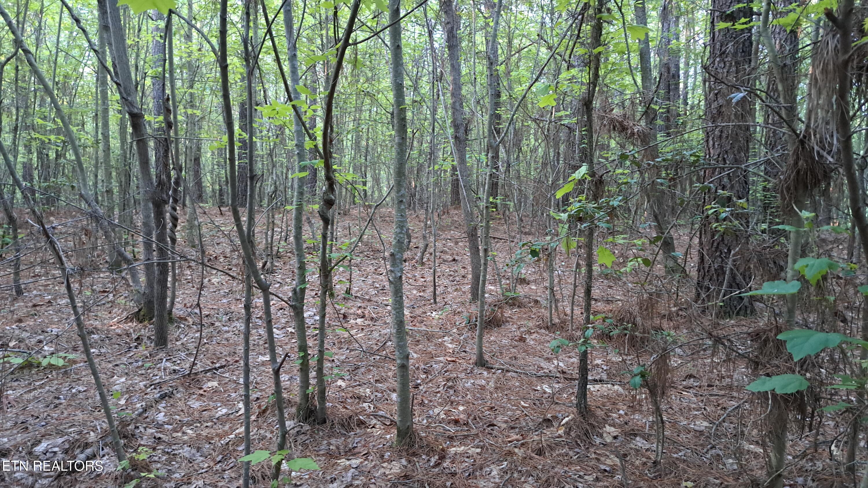 Lot 22 Airport Road (PCA) Rockwood TN 37854