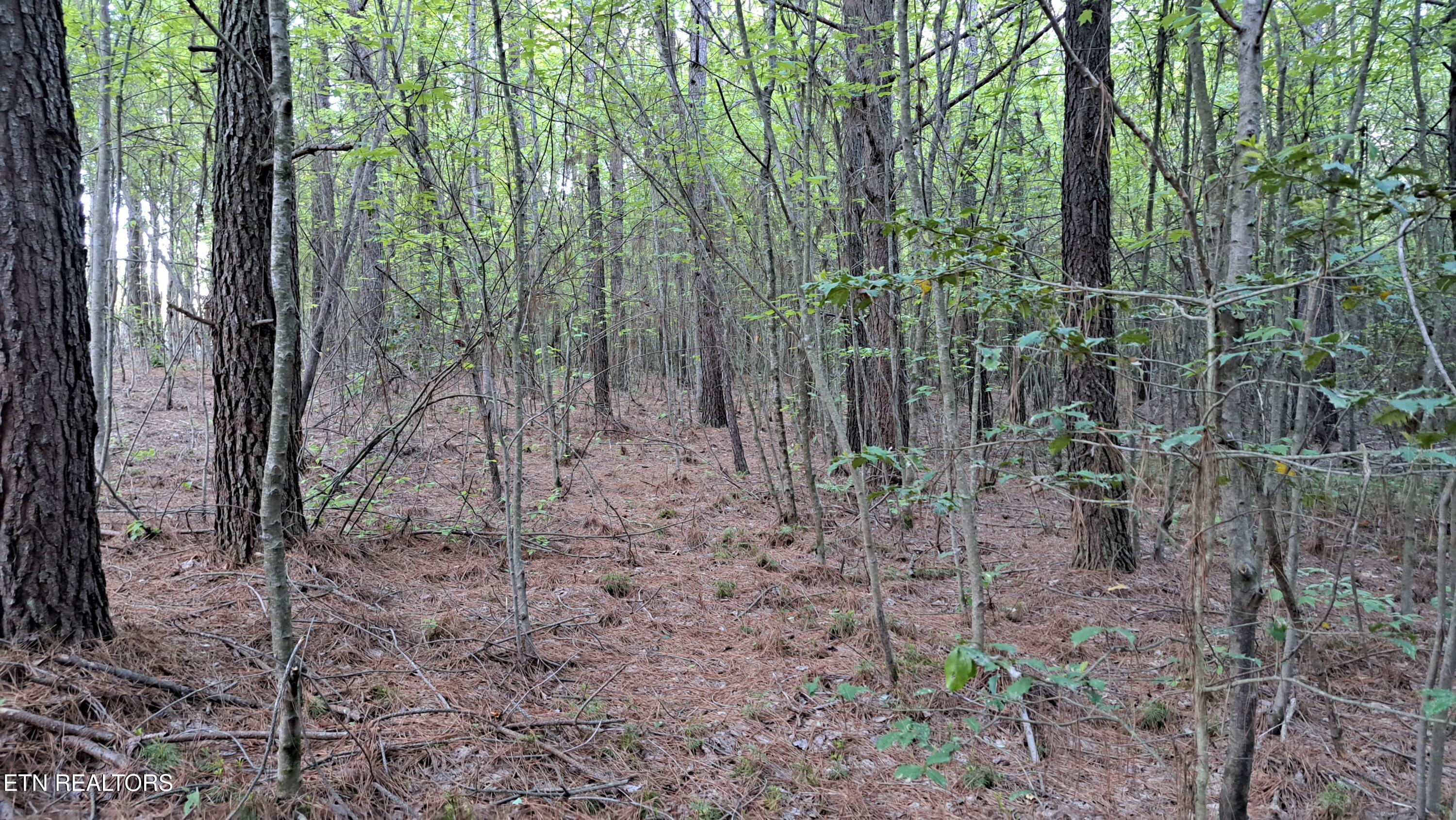 Lot 22 Airport Road (PCA) Rockwood TN 37854