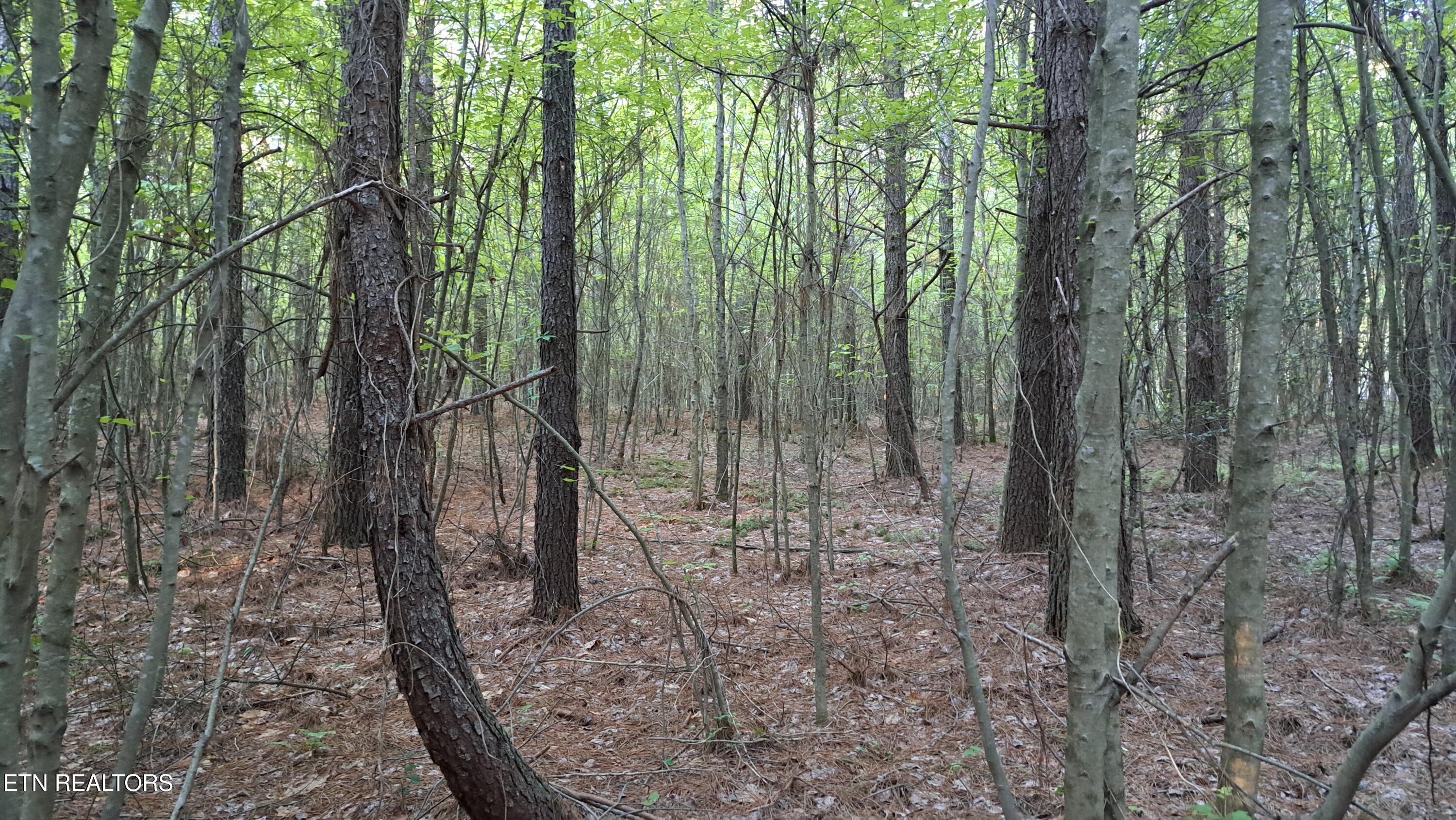 Lot 22 Airport Road (PCA) Rockwood TN 37854