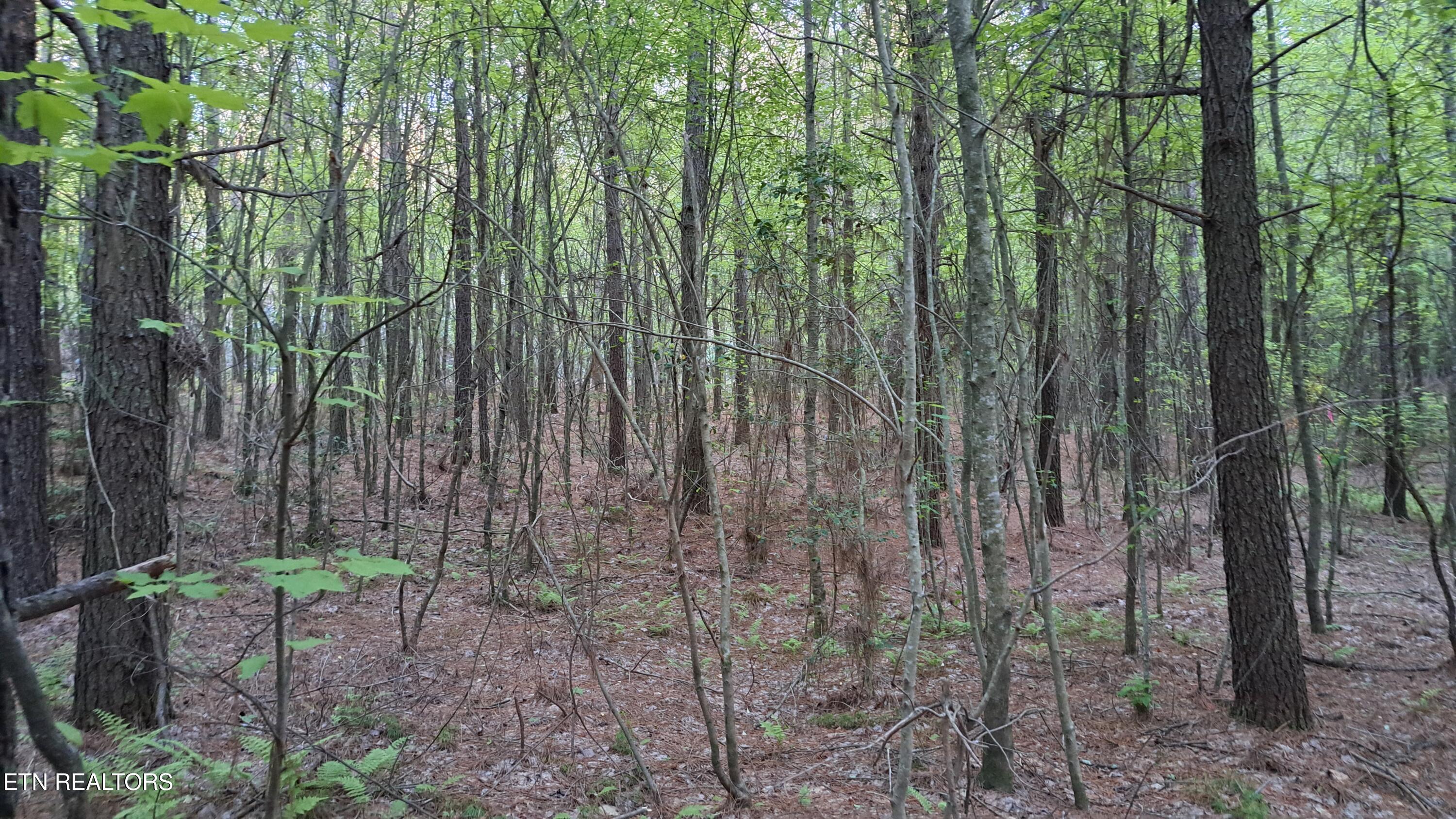 Lot 22 Airport Road (PCA) Rockwood TN 37854
