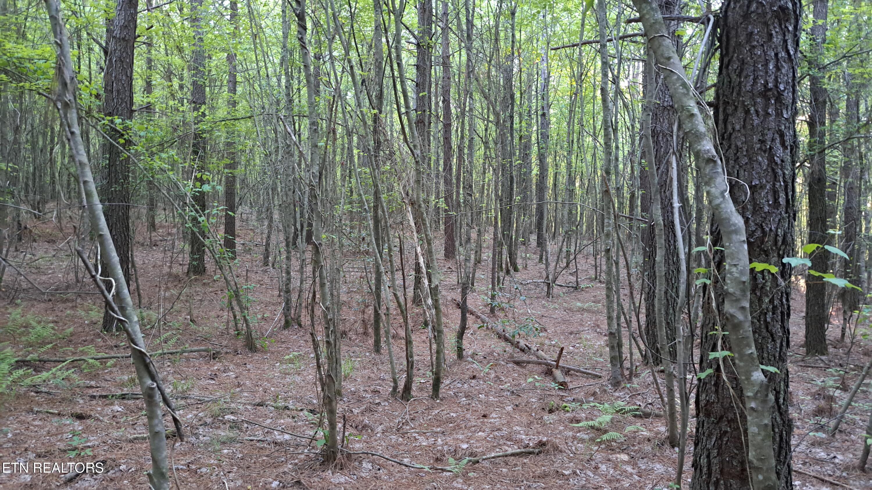 Lot 22 Airport Road (PCA) Rockwood TN 37854