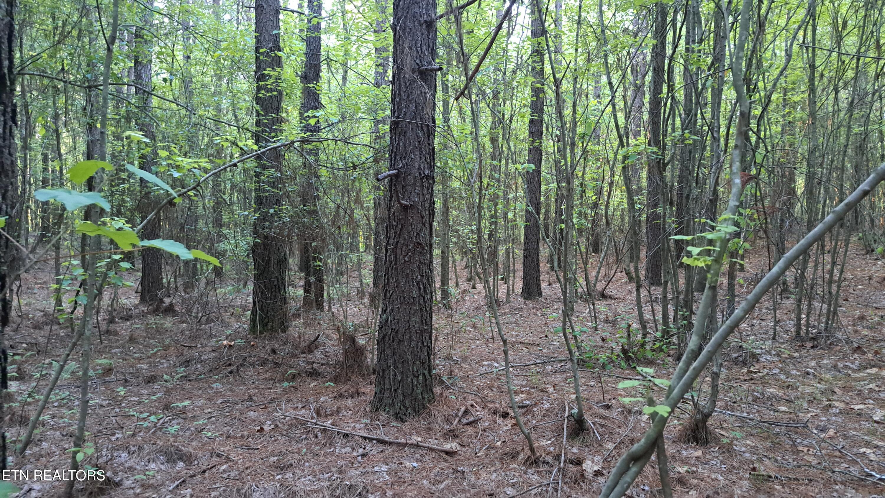 Lot 22 Airport Road (PCA) Rockwood TN 37854
