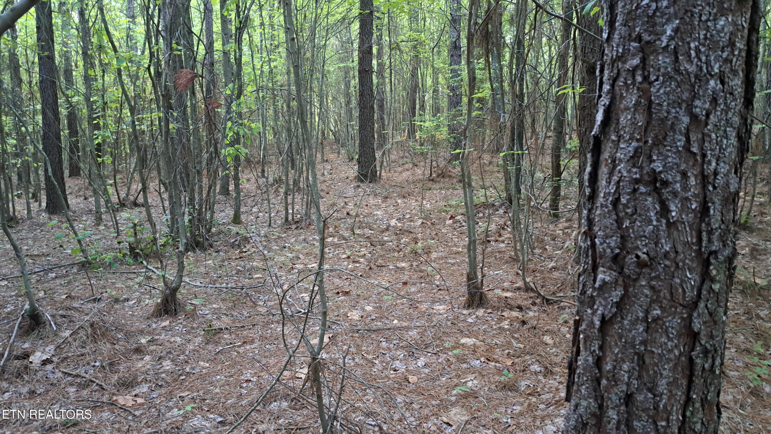 Lot 22 Airport Road (PCA) Rockwood TN 37854