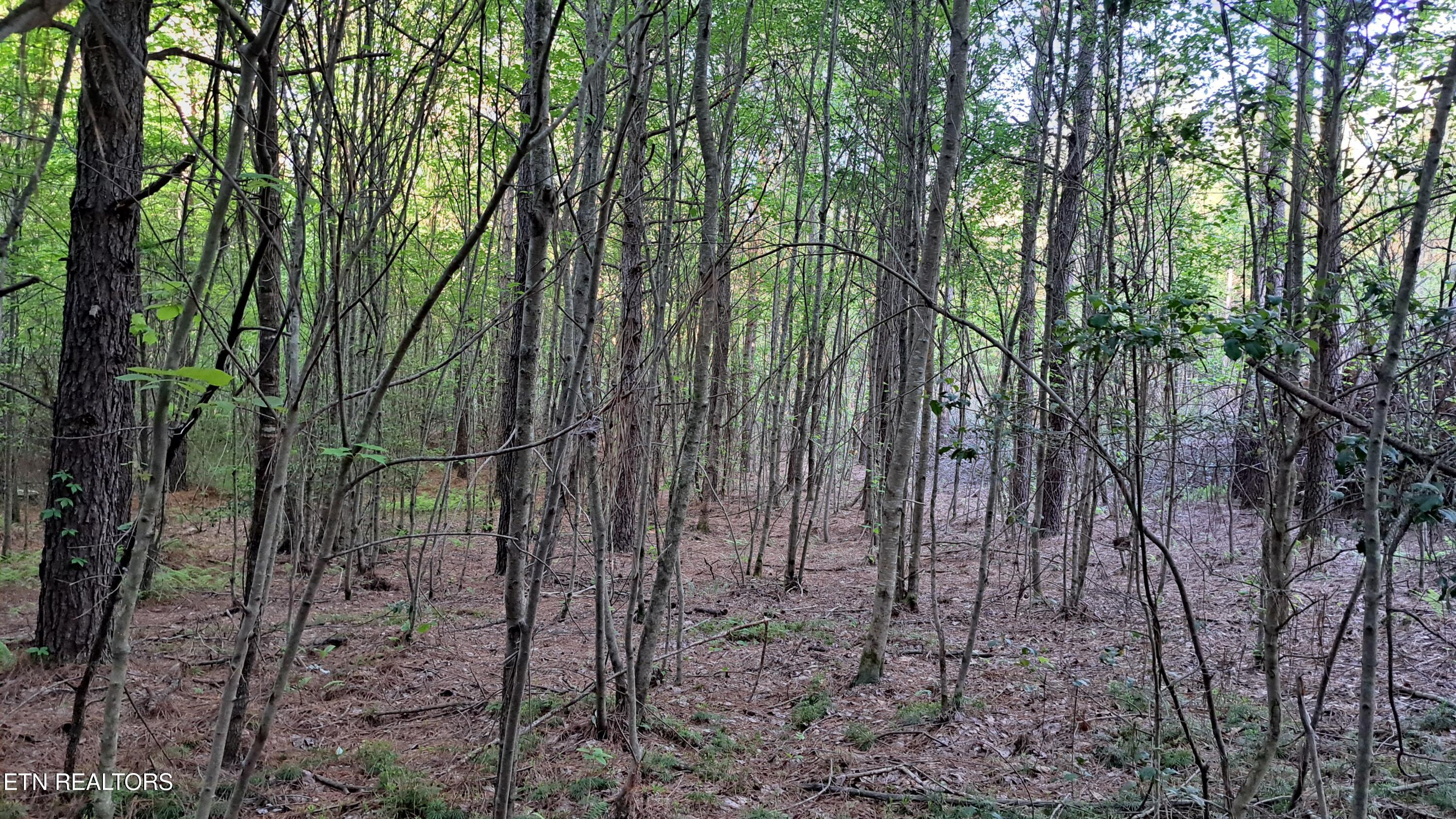 Lot 22 Airport Road (PCA) Rockwood TN 37854