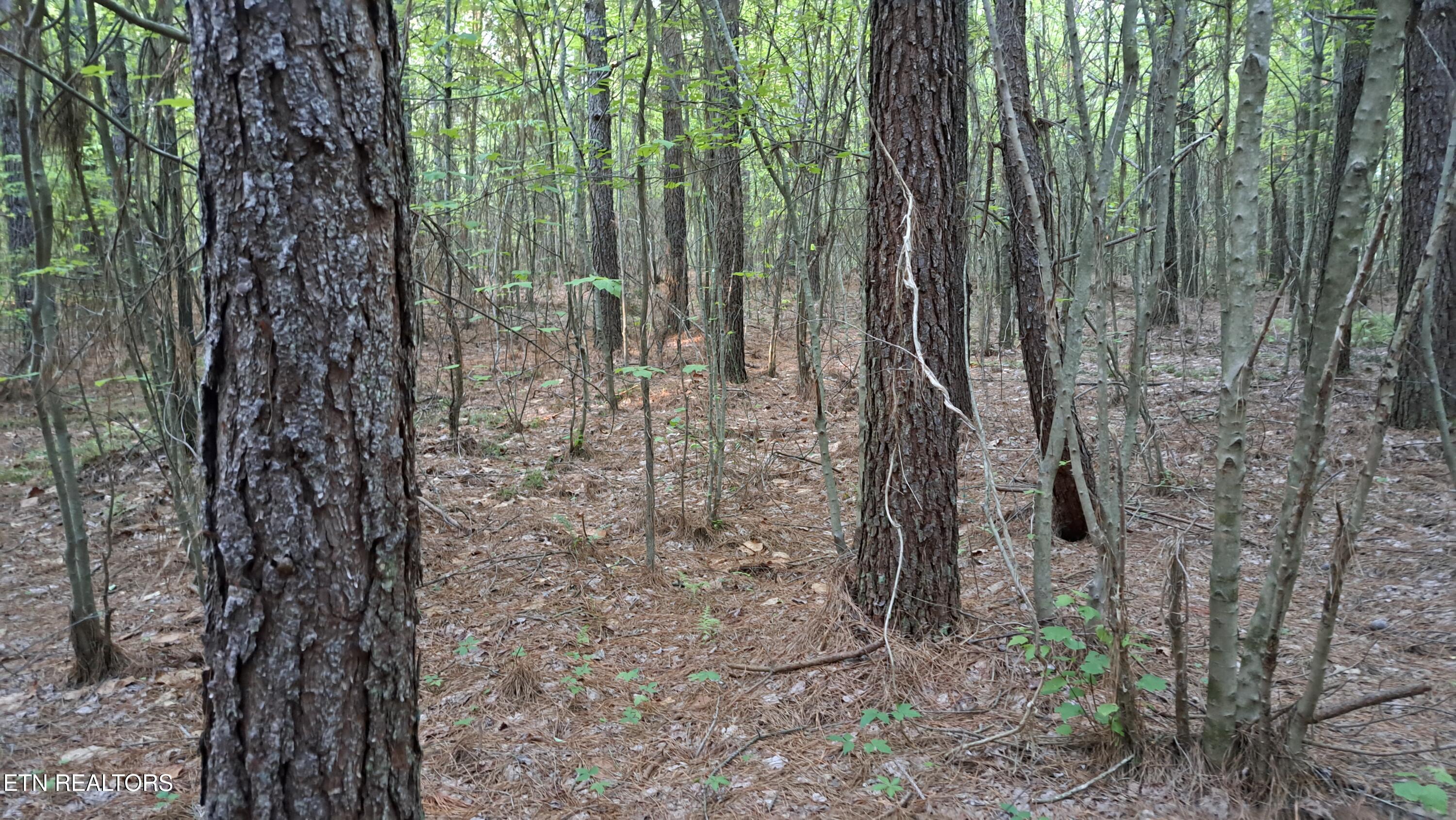 Lot 22 Airport Road (PCA) Rockwood TN 37854