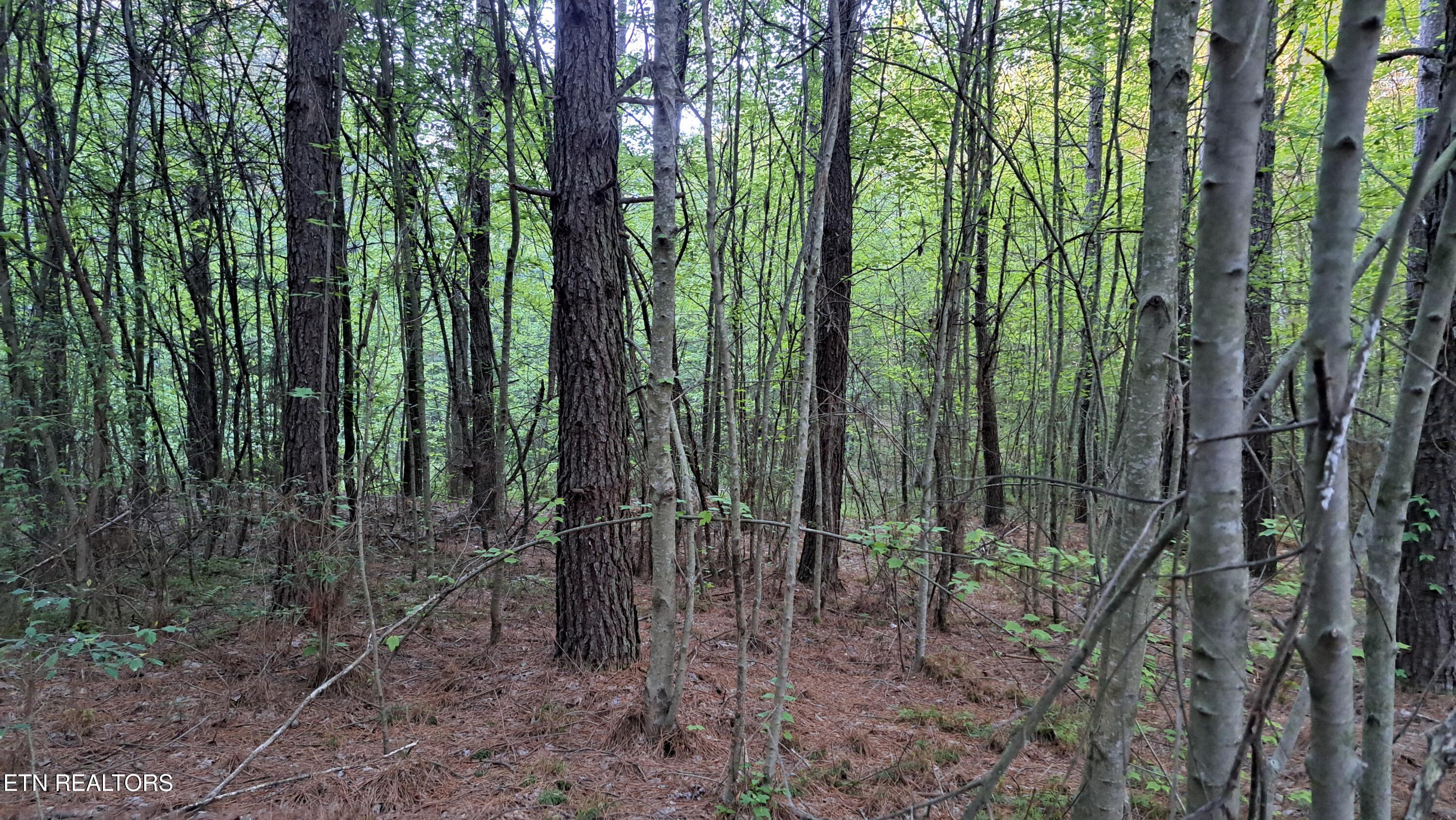 Lot 22 Airport Road (PCA) Rockwood TN 37854