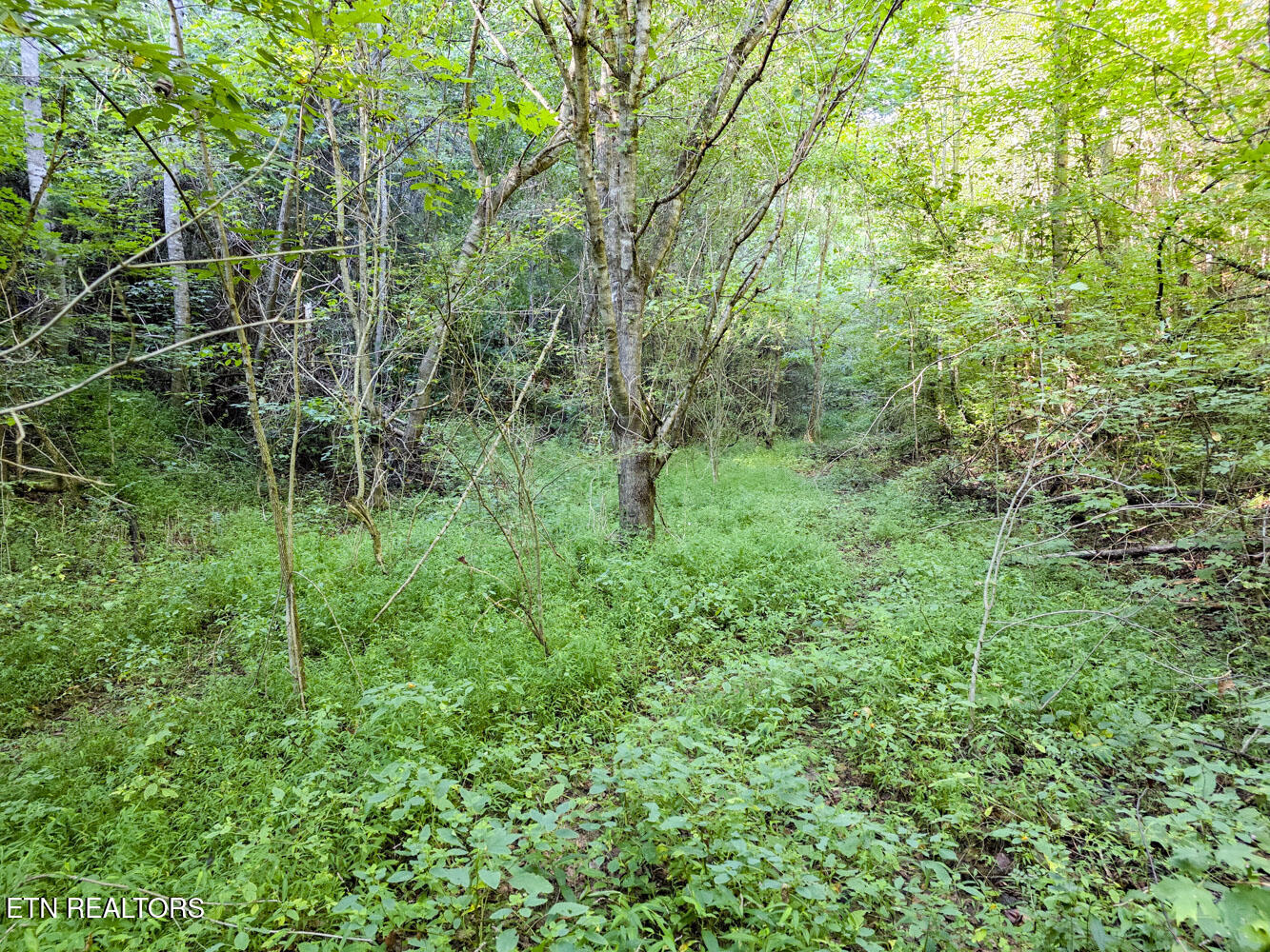 2534 Muddy Hollow Dandridge TN 37725